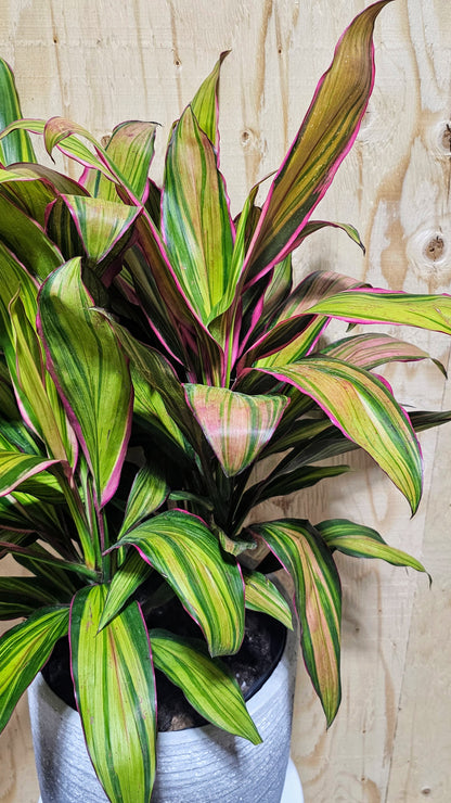 Cordyline Kiwi