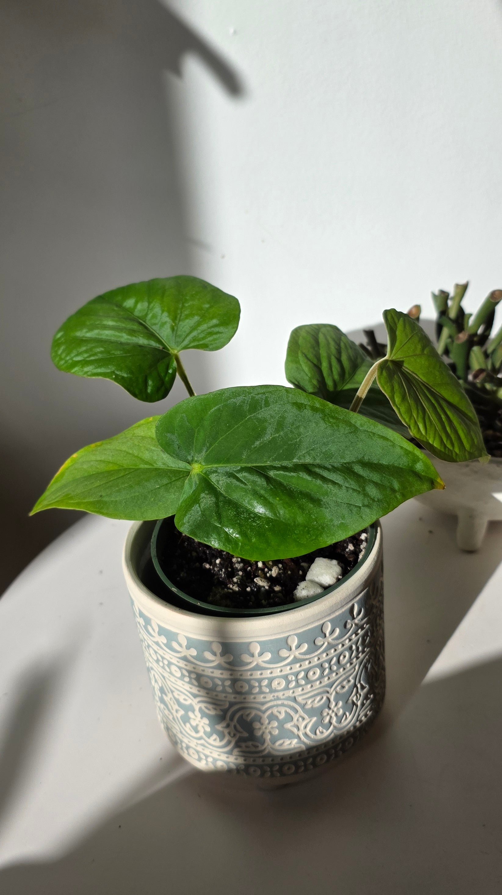 Anthurium dressleri (D)