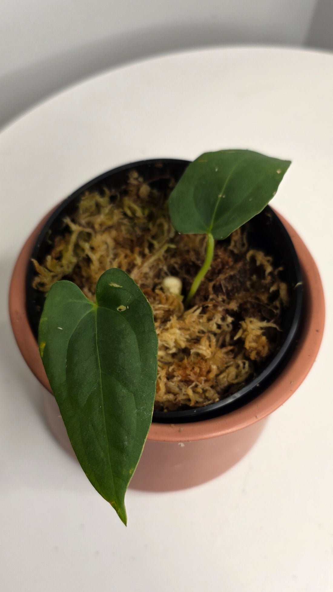 Anthurium Dark Phoenix x Xone