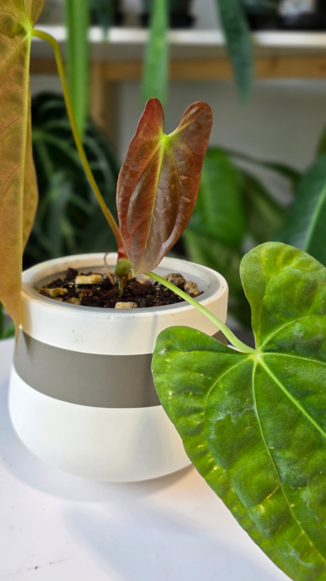 Anthurium Gatorskin x Pap RA6