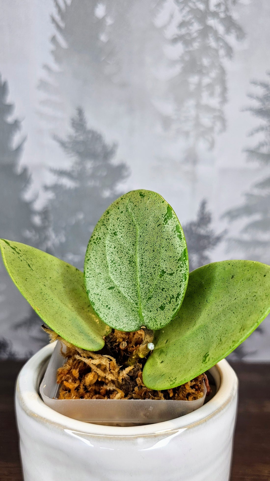 Hoya Parasitica Silver Ghost (WH 33)