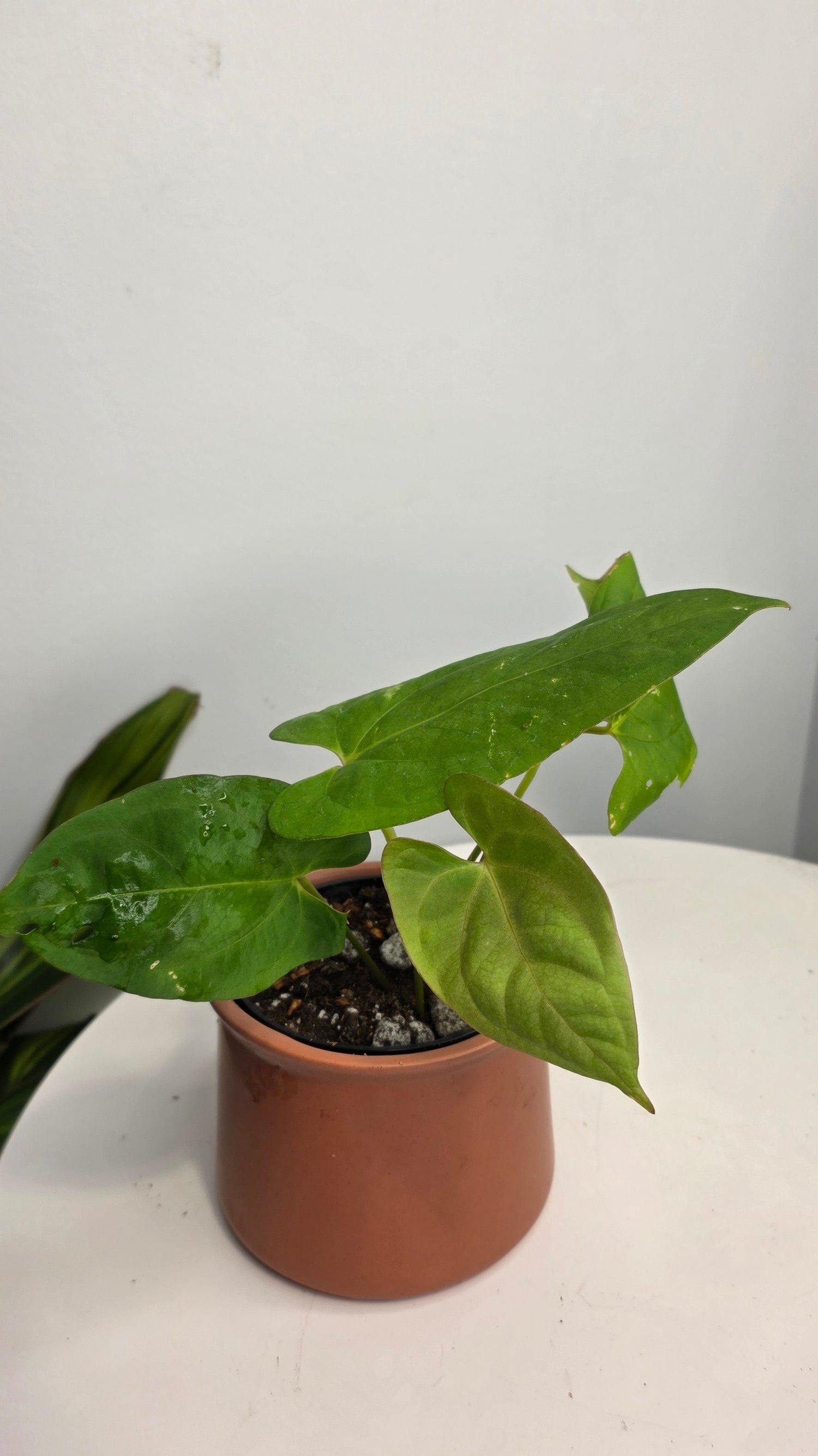 Anthurium Blue Pap x One DP