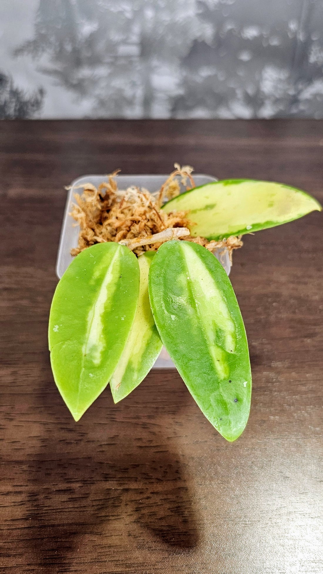 Hoya acuta inner variegated (small leaves) (WH 08)