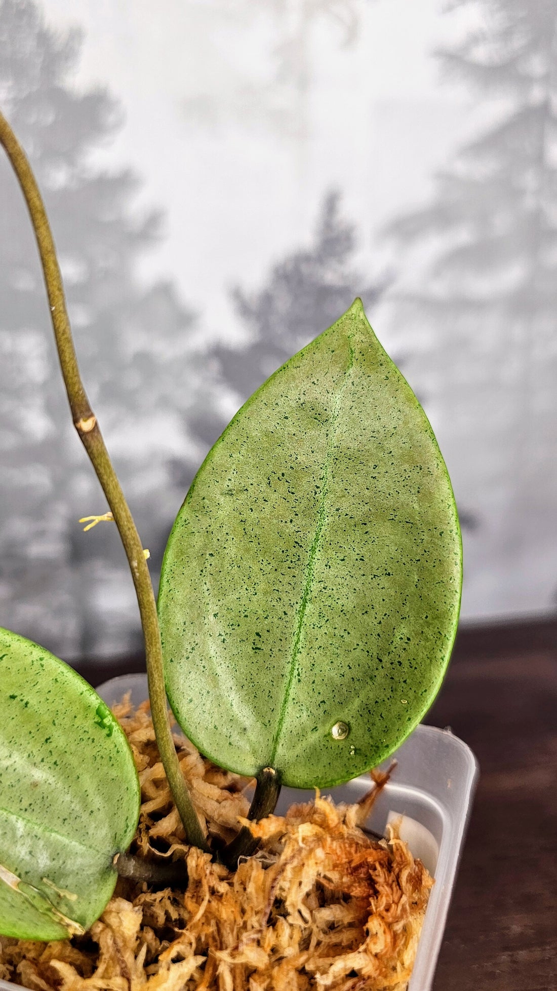 Hoya Parasitica Silver Ghost (WH 11)