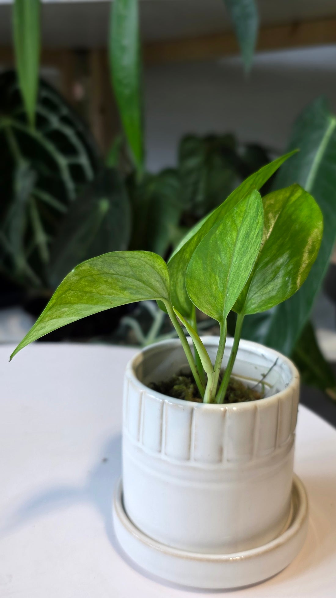 Epipremnum aureum &