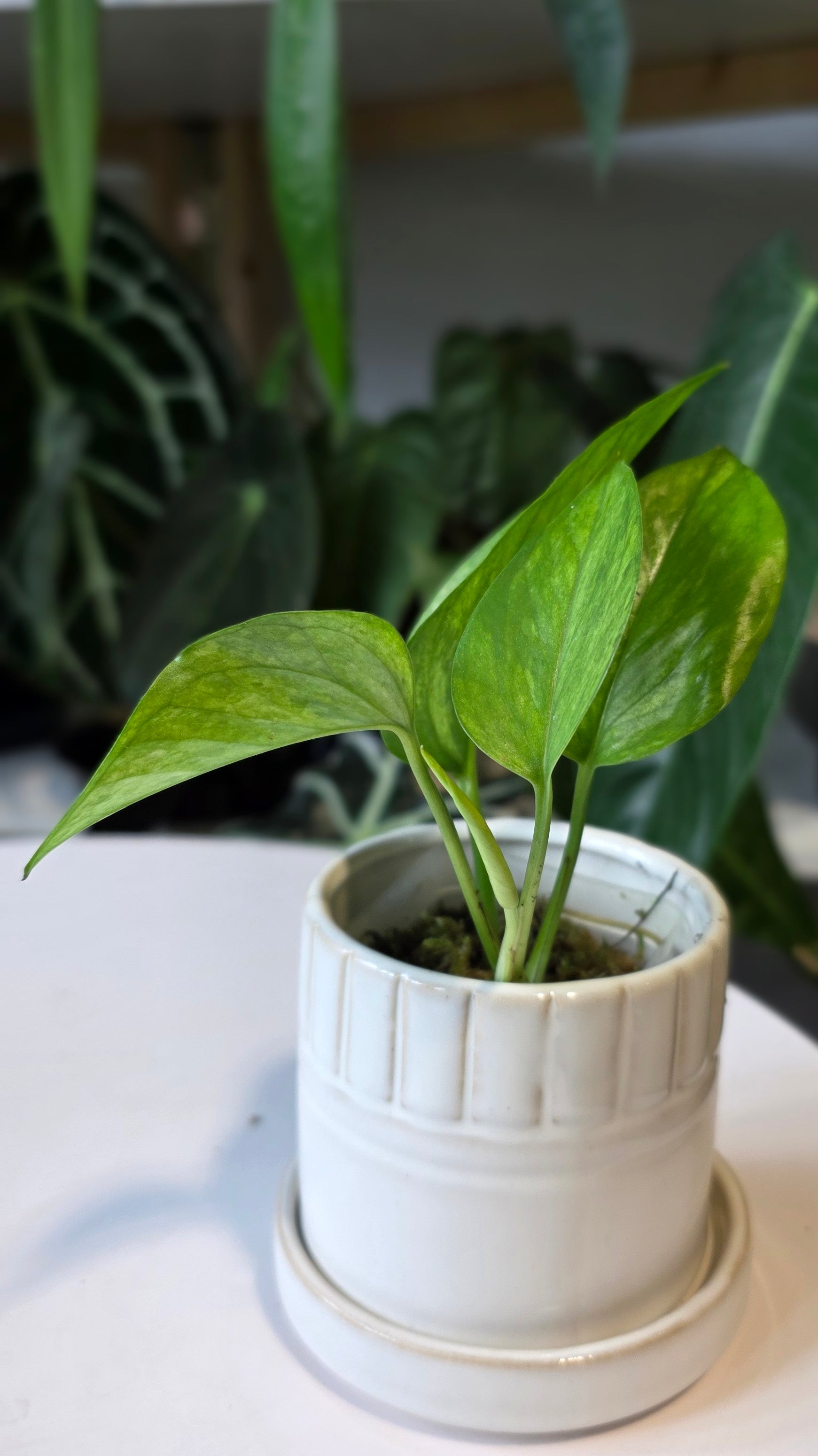 Epipremnum aureum &