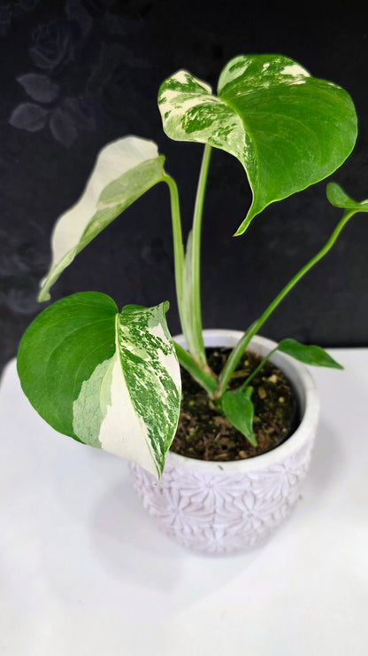 Monstera Albo A