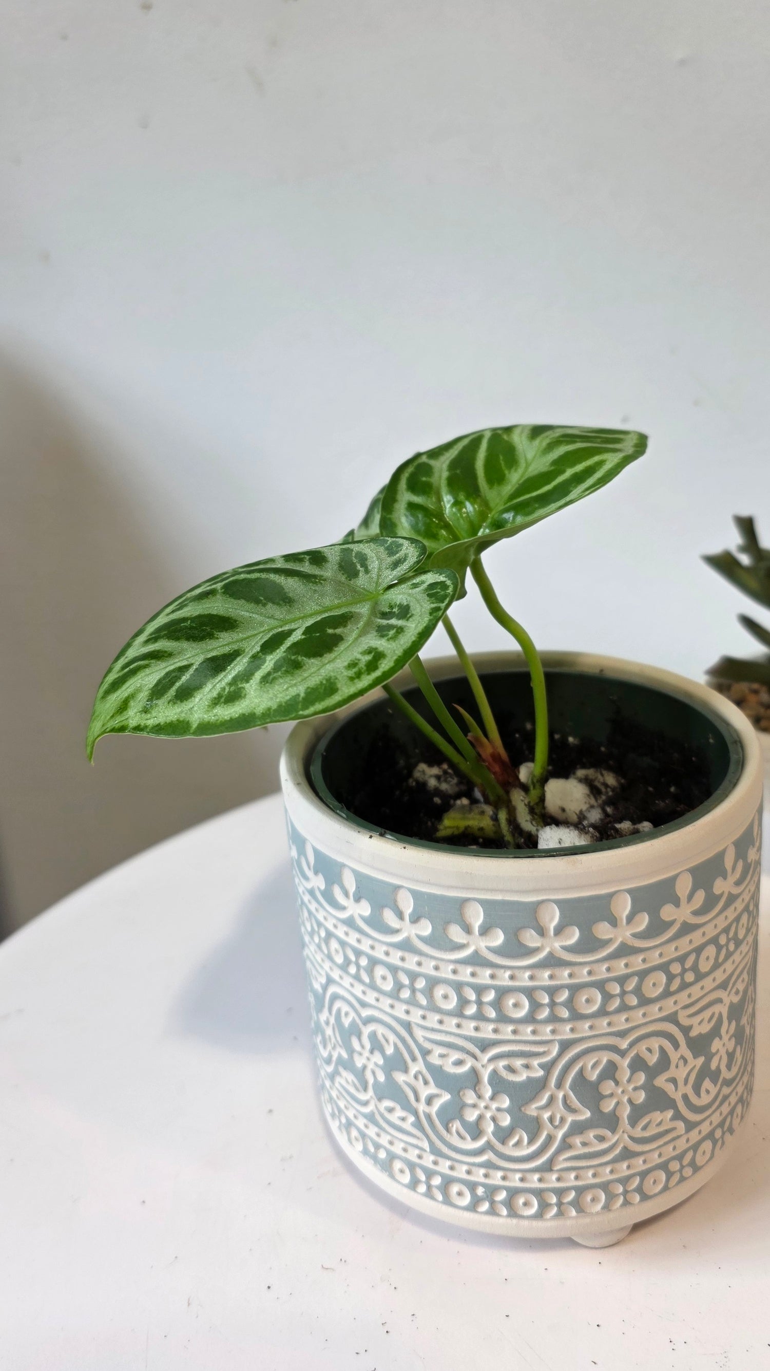 Anthurium Dorsil "a"