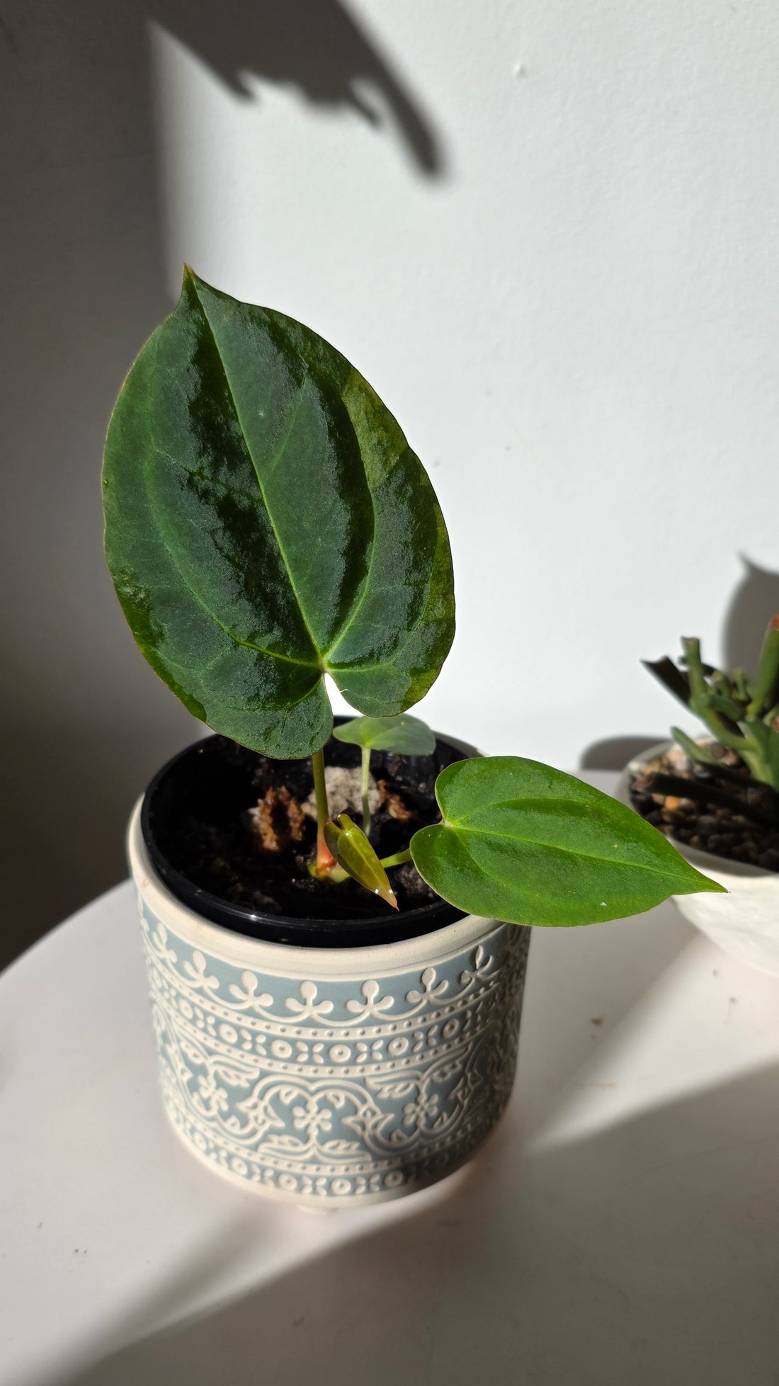 Anthurium Dark Phoenix x Xone "E"