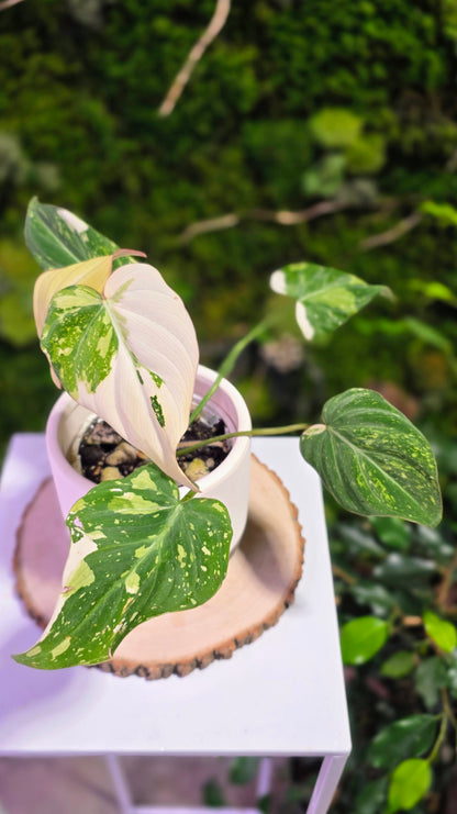 Philodendron Gloriosum Tricolor A