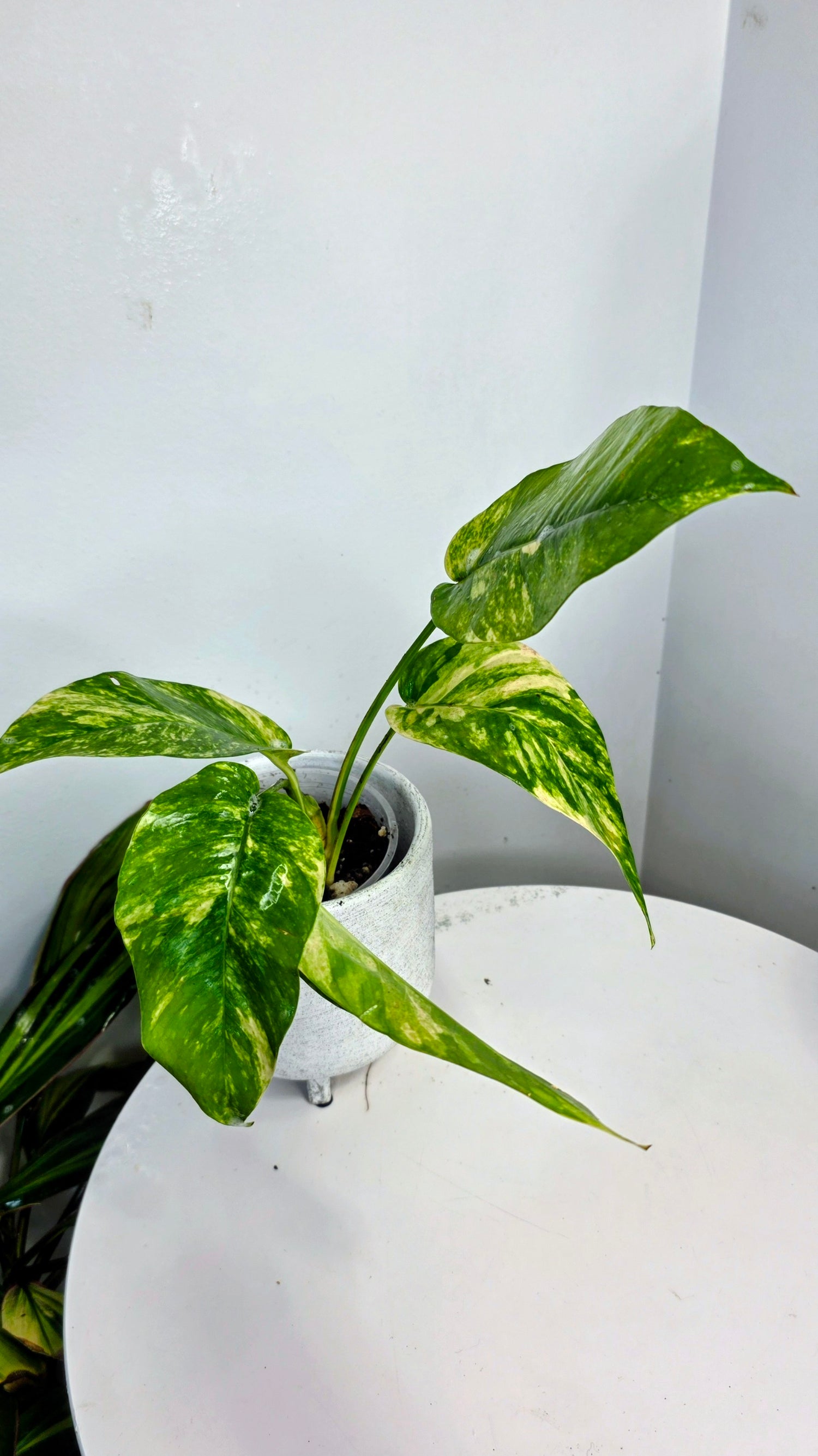 Epipremnum Pinnatum Sunburst C