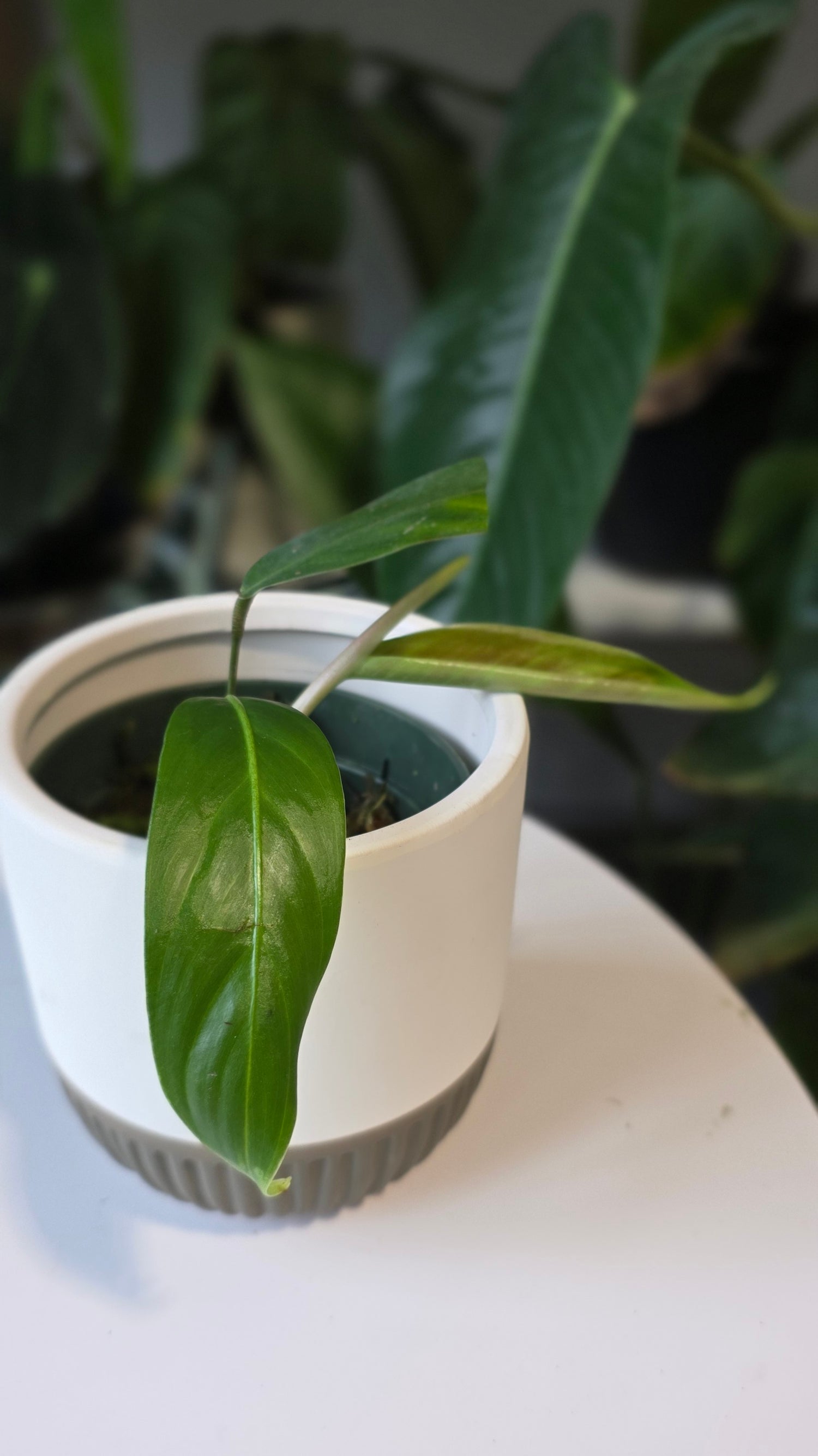 Philodendron heterocraspedon