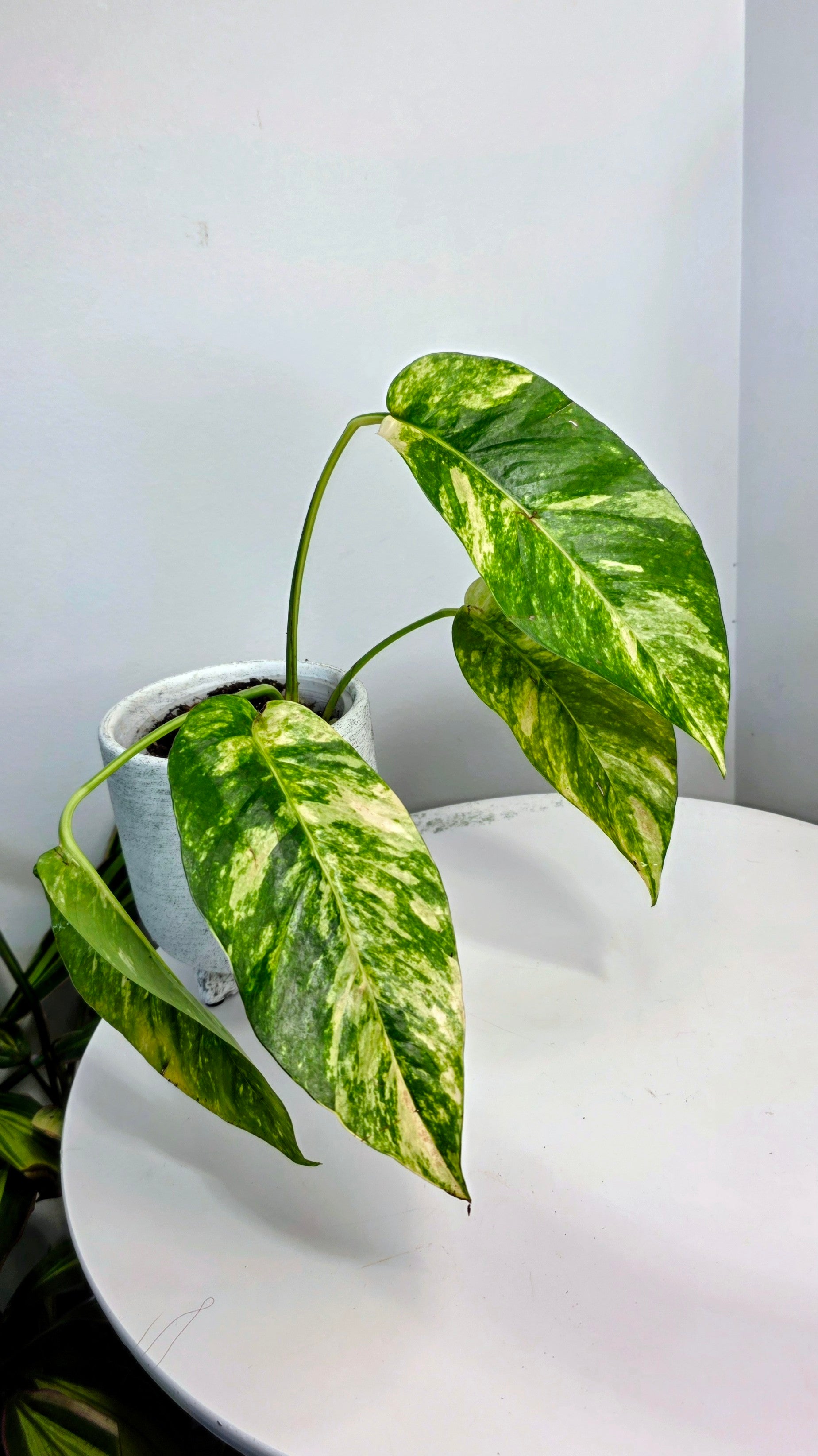 Epipremnum Pinnatum Sunburst A