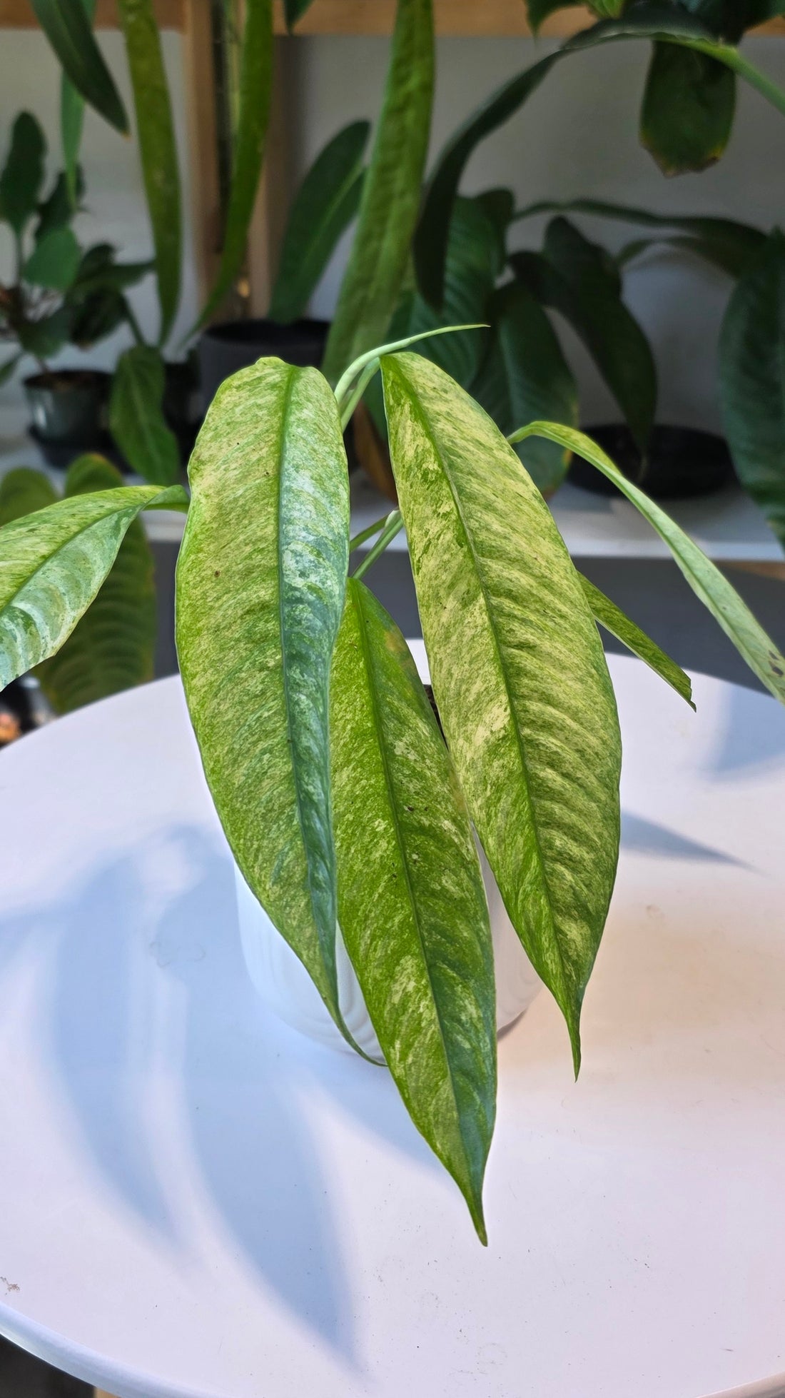 Rhaphidophora Gorilan Variegated