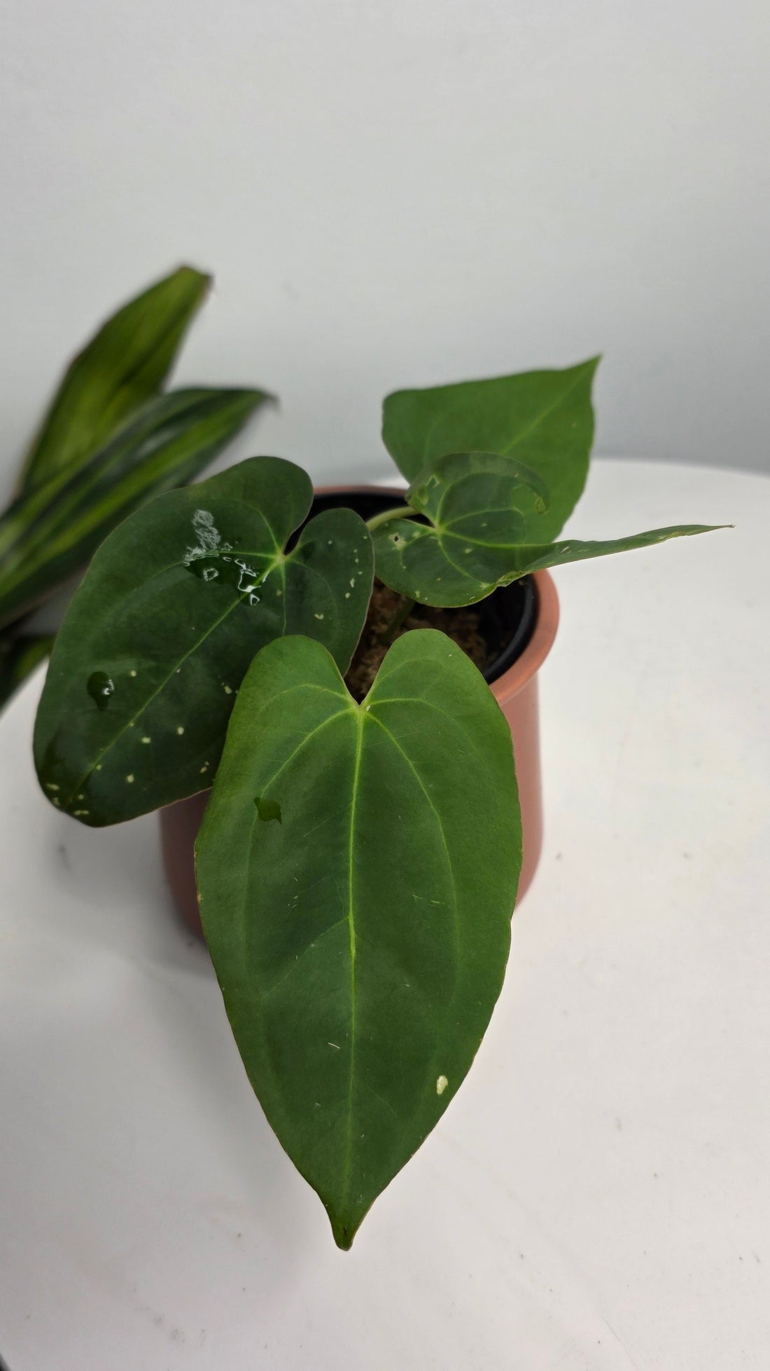 Anthurium Dark Phoenix x Xone B