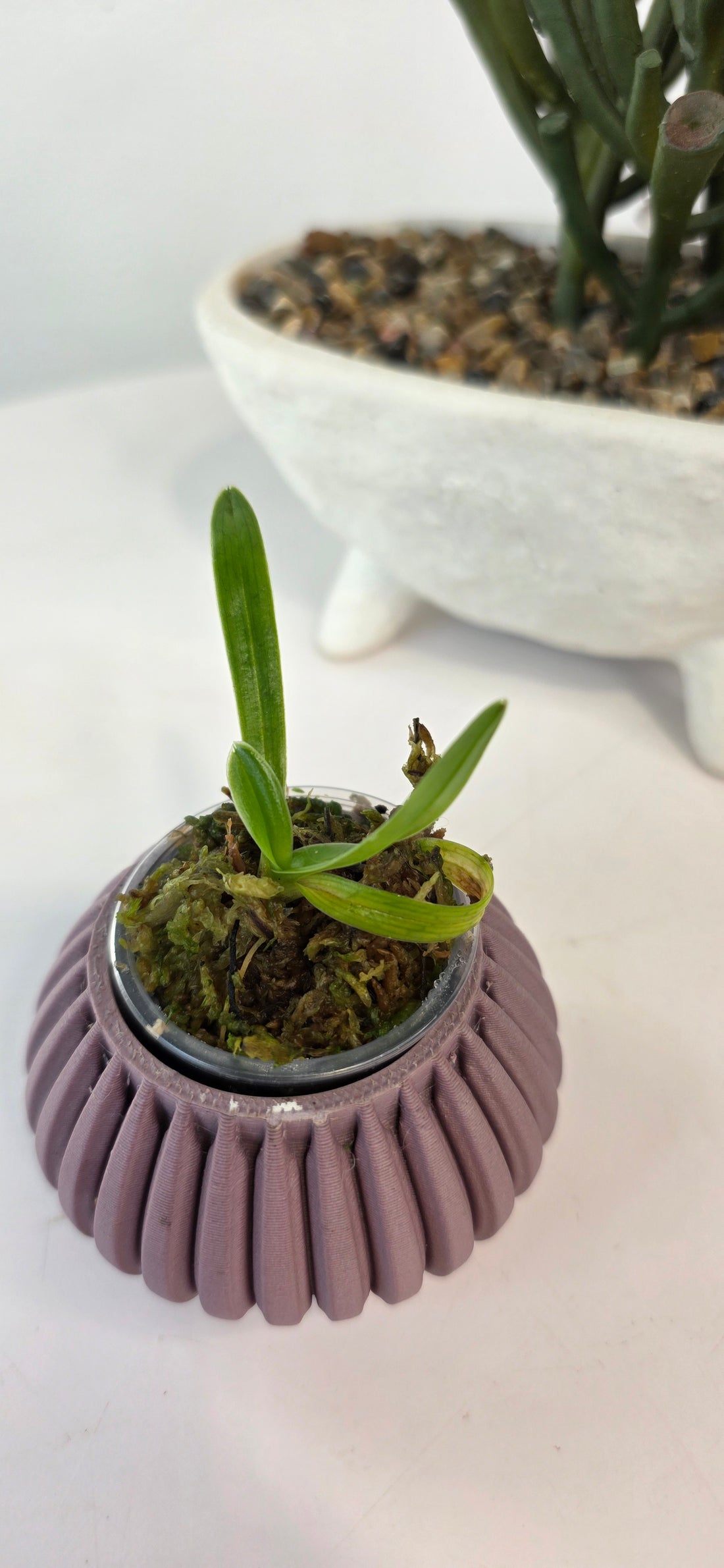 Paphiopedilum henryanum