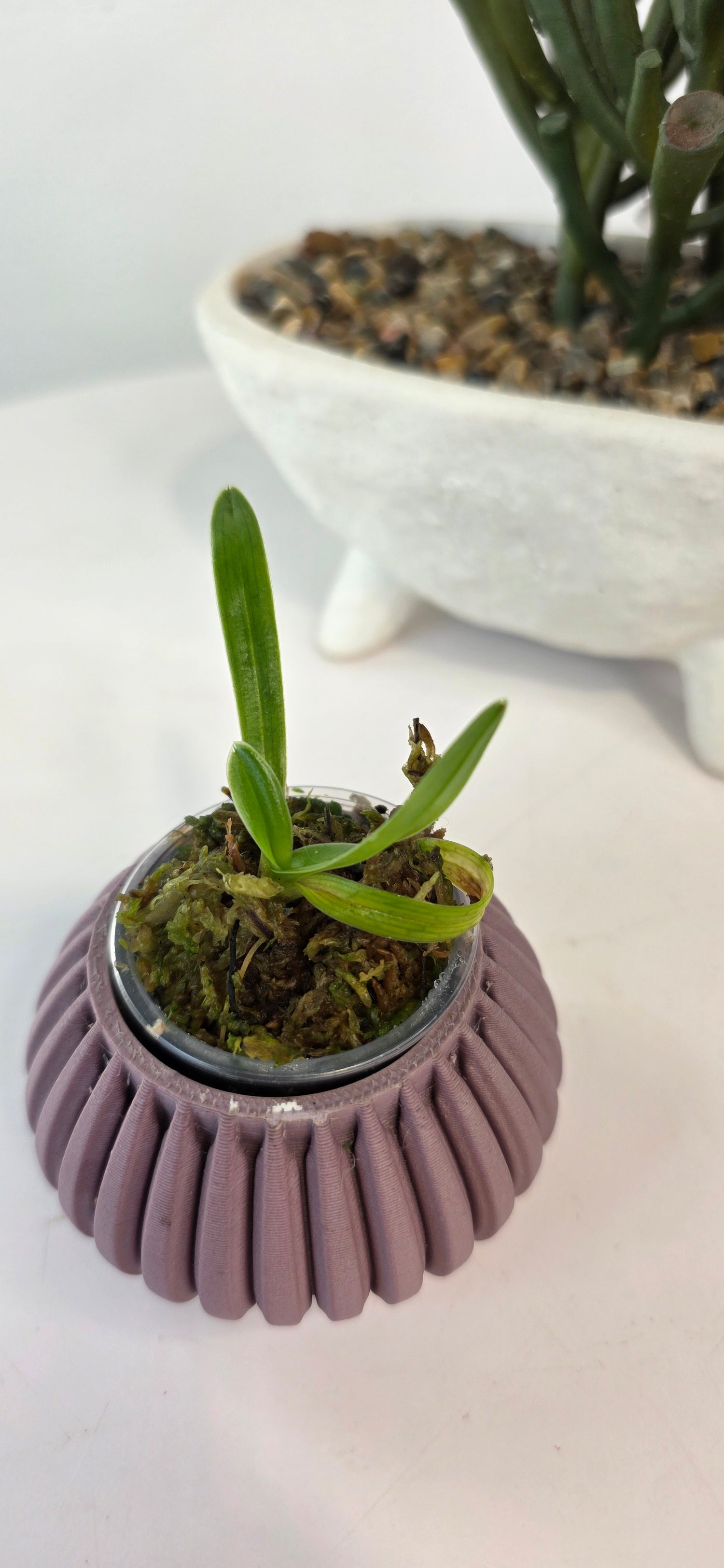 Paphiopedilum henryanum