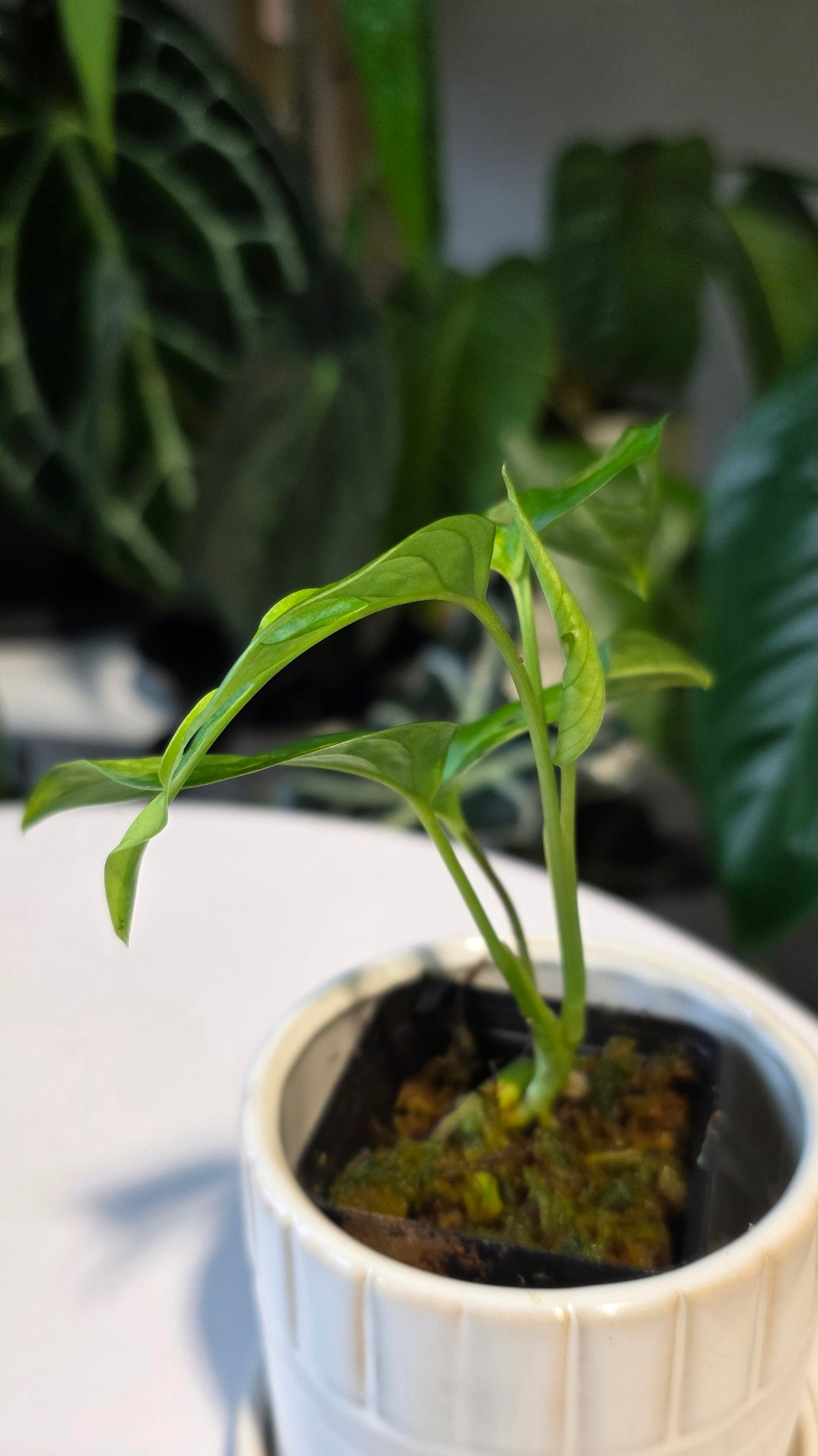 Monstera Adansonii Aurea (B)
