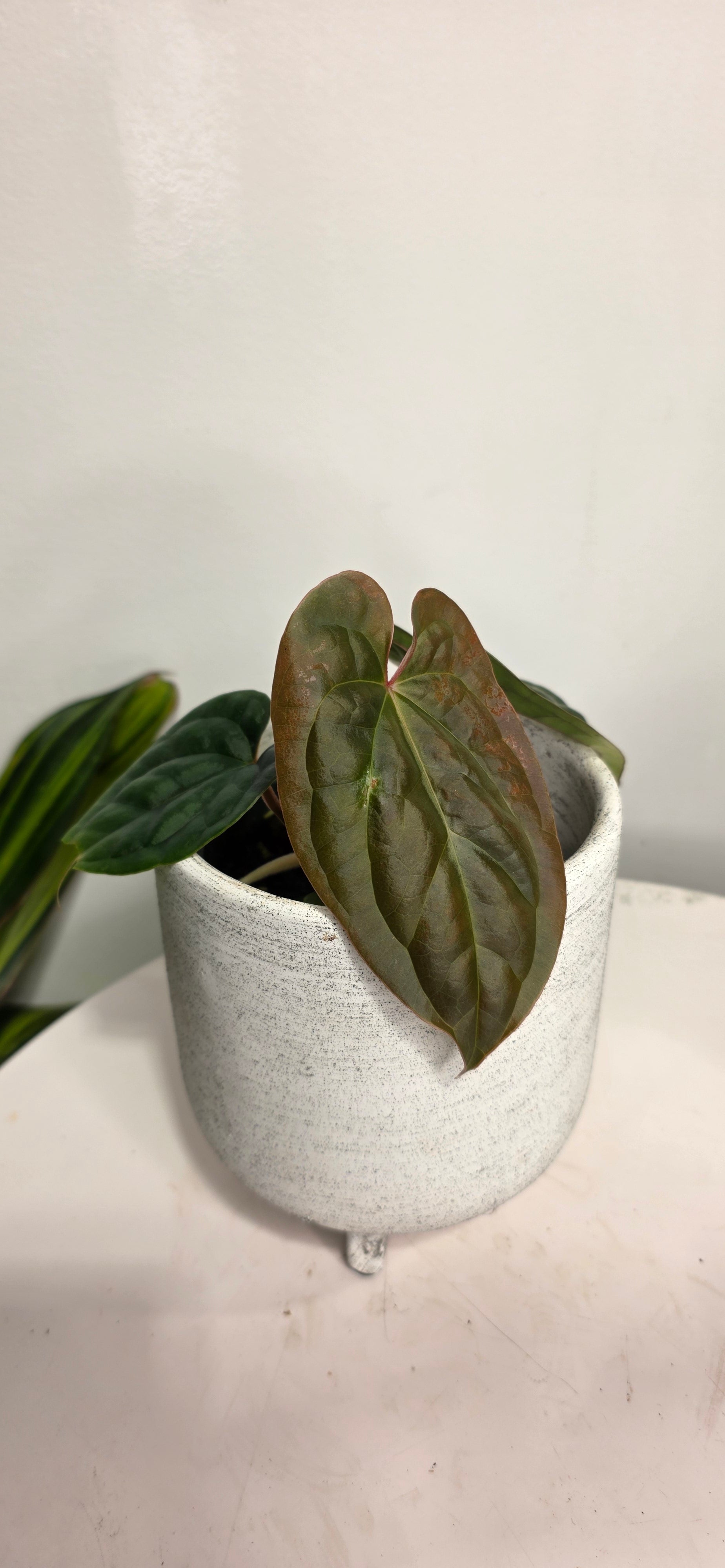 Anthurium Besseae aff x Luxurians