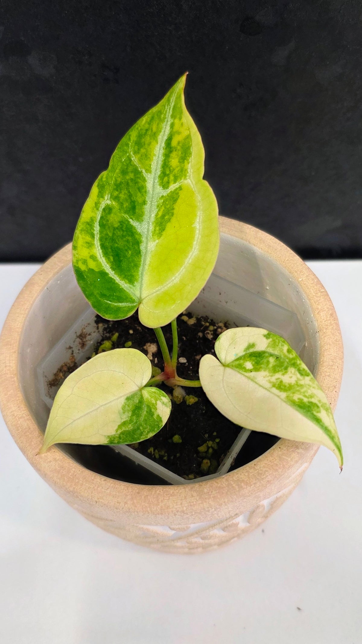 Anthurium Crystallinum Variegated A