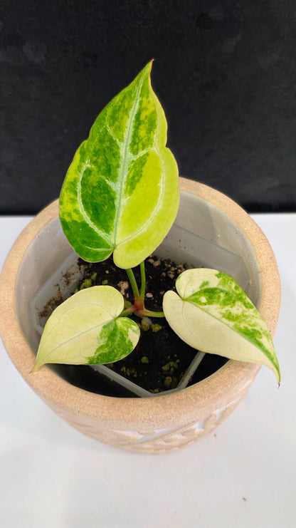 Anthurium Crystallinum Variegated A