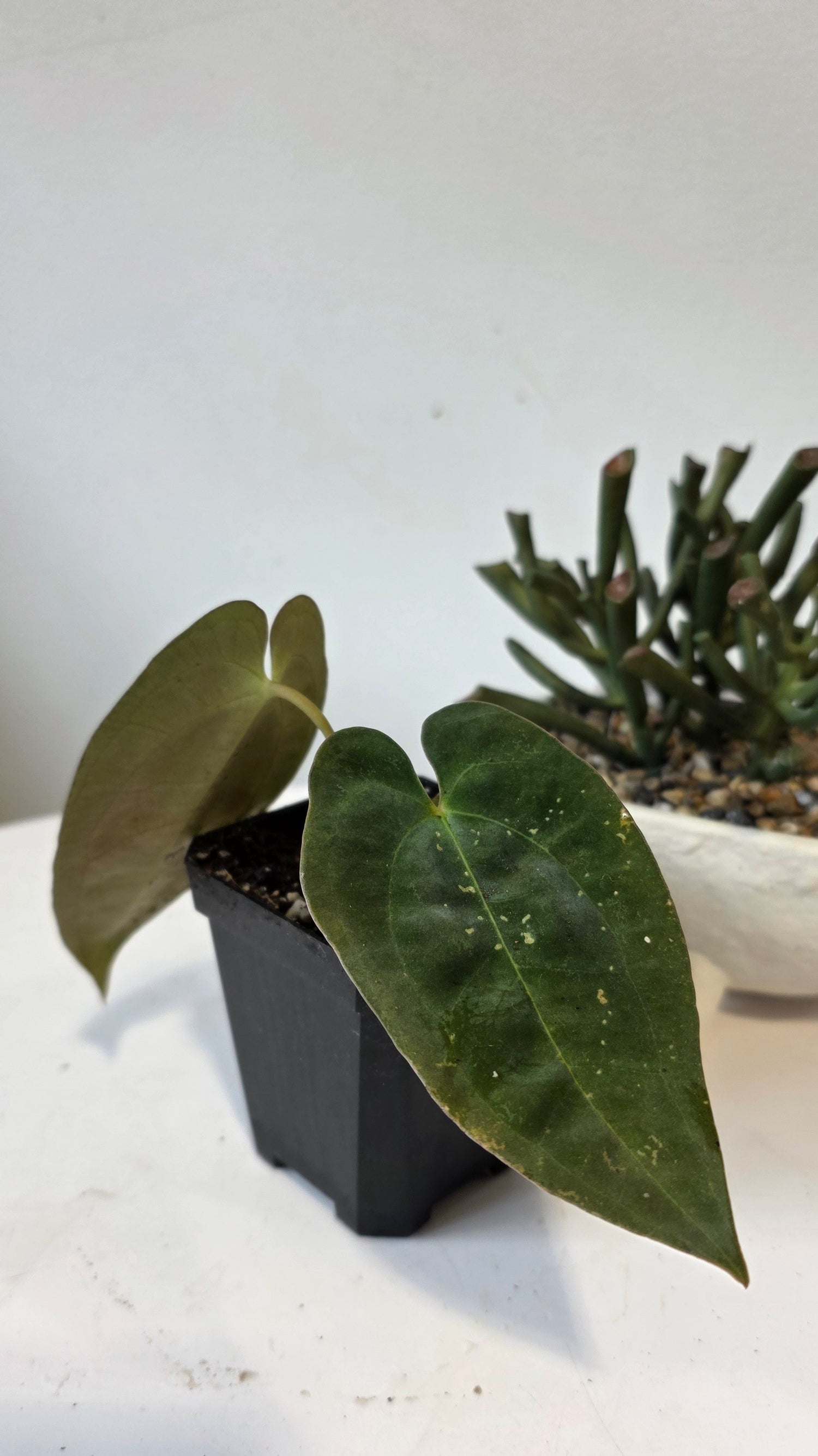 Anthurium Papillilaminum Pure Wild Ecotype "a"