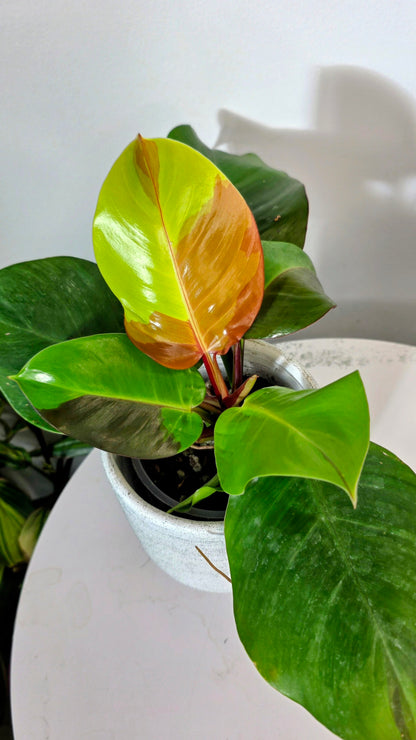 Philodendron Red Moon A