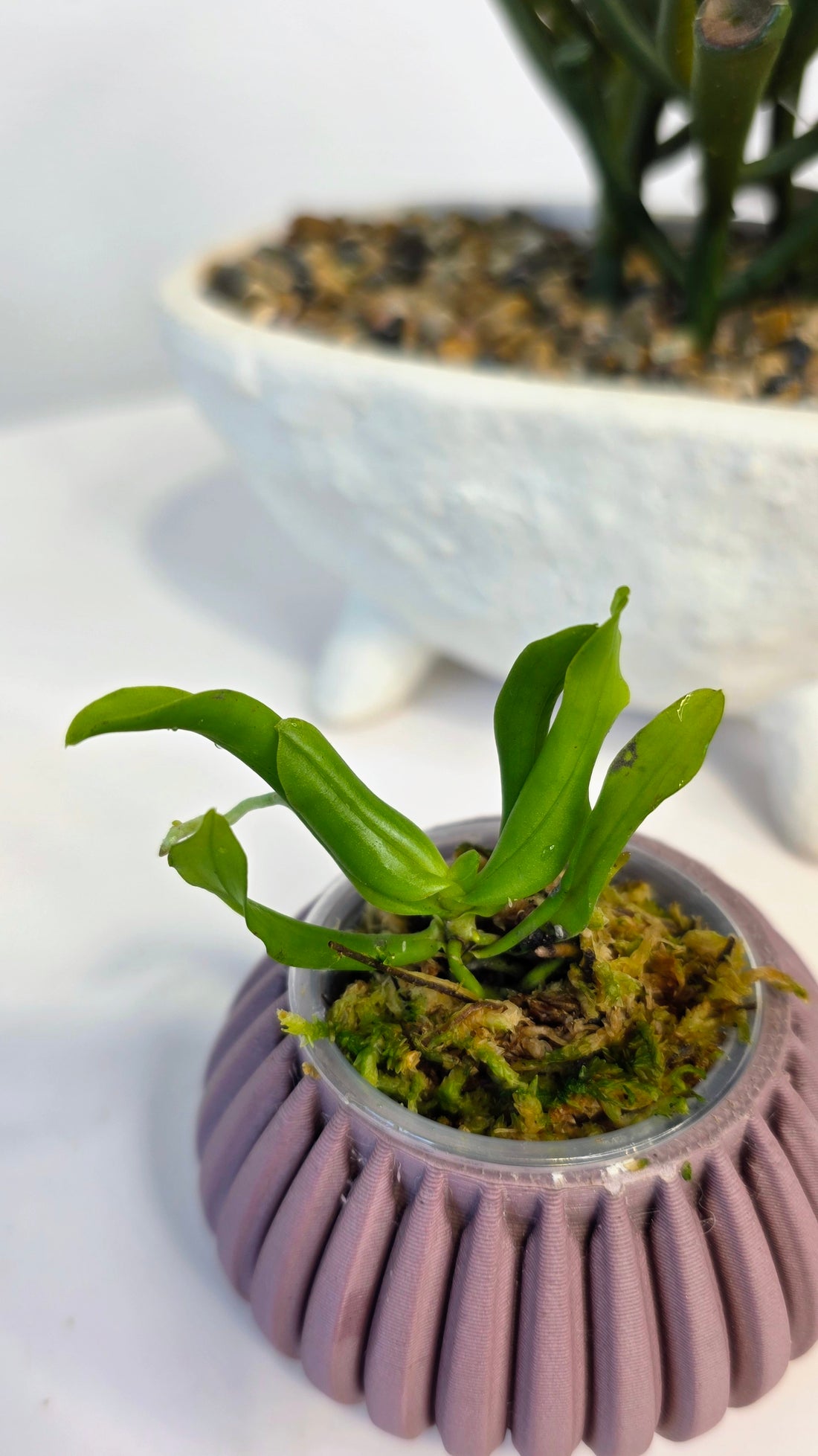 Gastrochilus japonicus