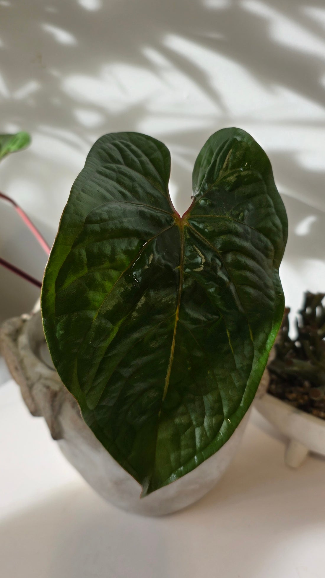 Anthurium Velvet Eclipse (Anthurium Luxurians x Nigrolaminum) "A"