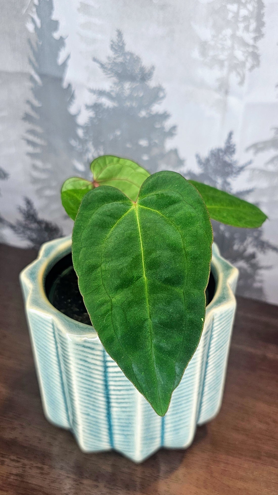 Anthurium Ace of Spades Dark Form (A1)