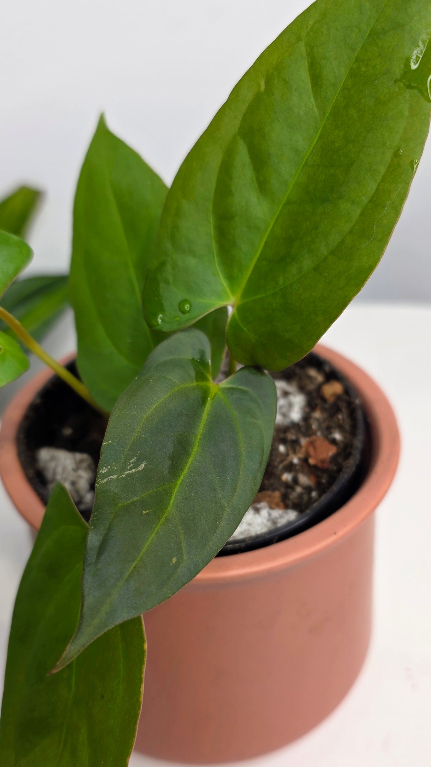 Anthurium Blue Pap x One DP B