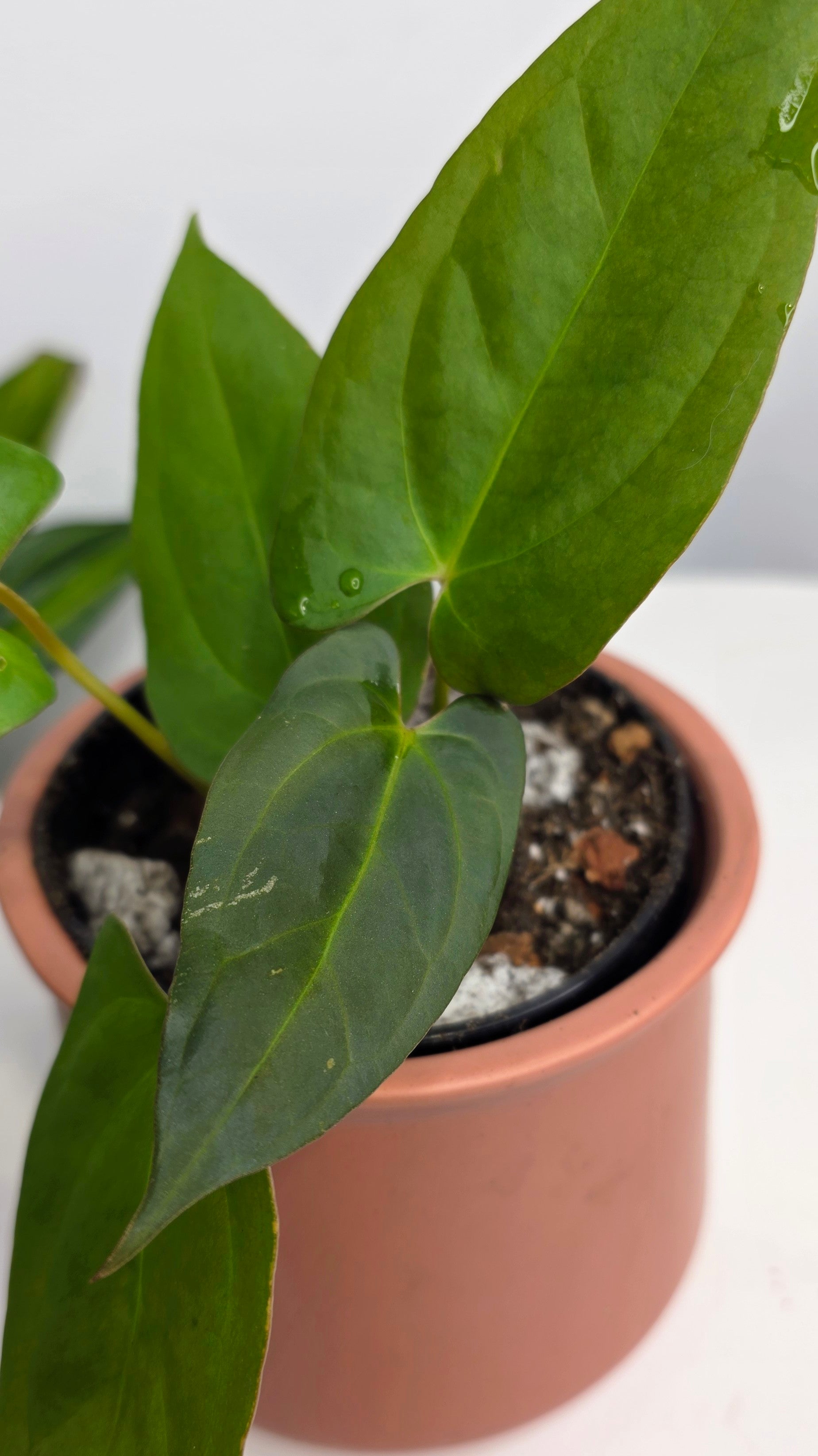 Anthurium Blue Pap x One DP B