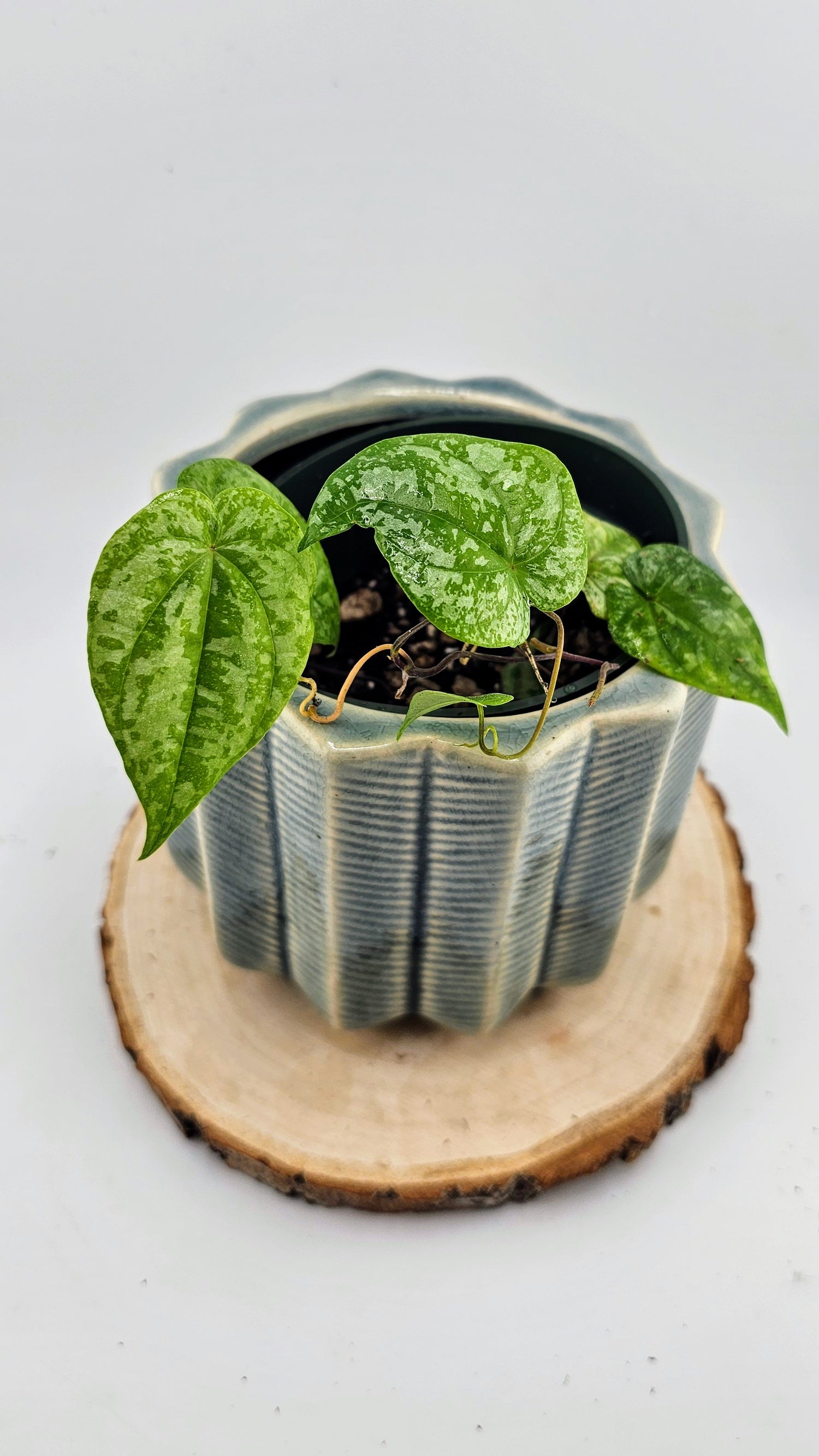 Dioscorea sp. Colombia Silver (B)