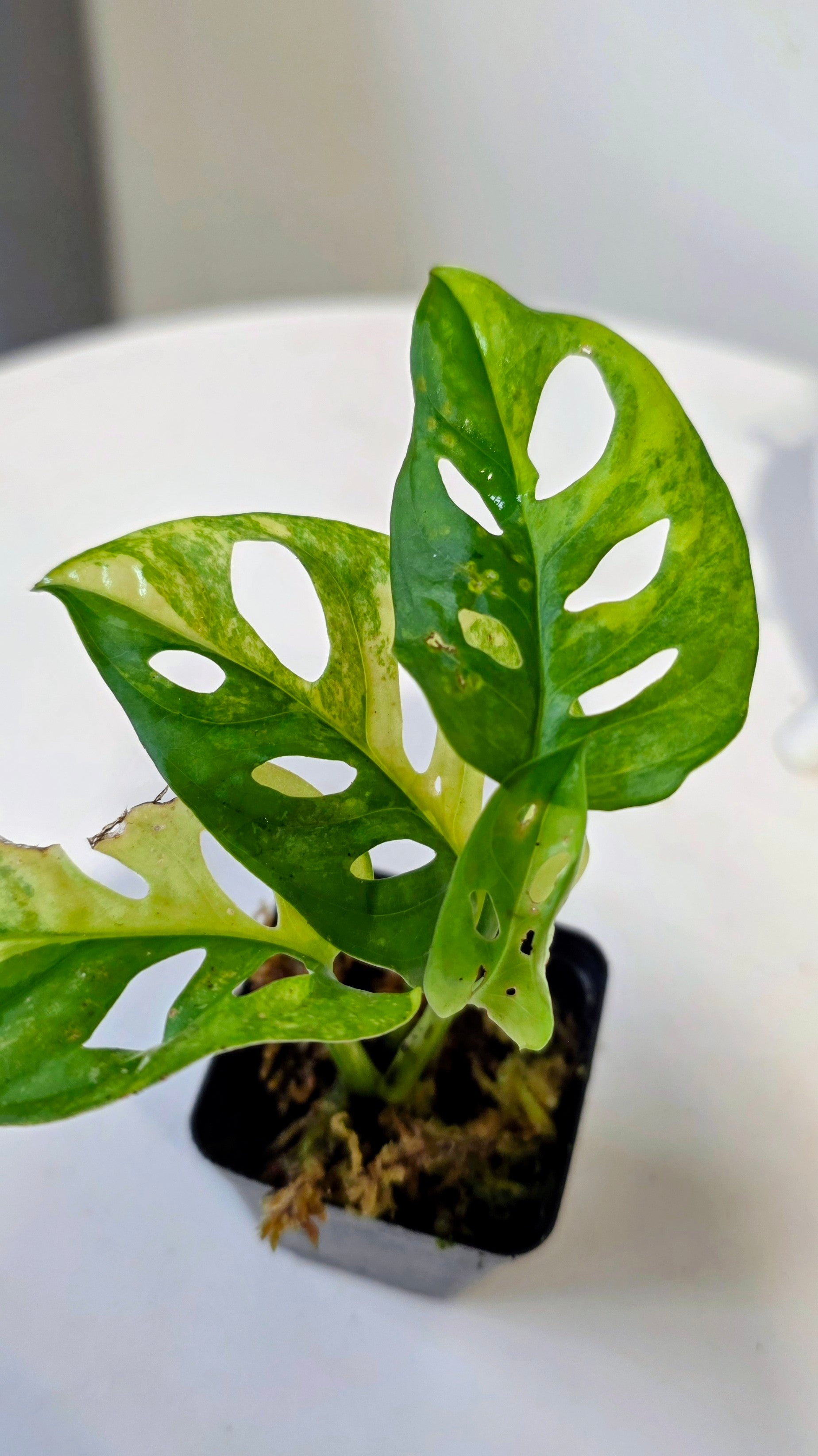 Monstera Adansonii Aurea "D"