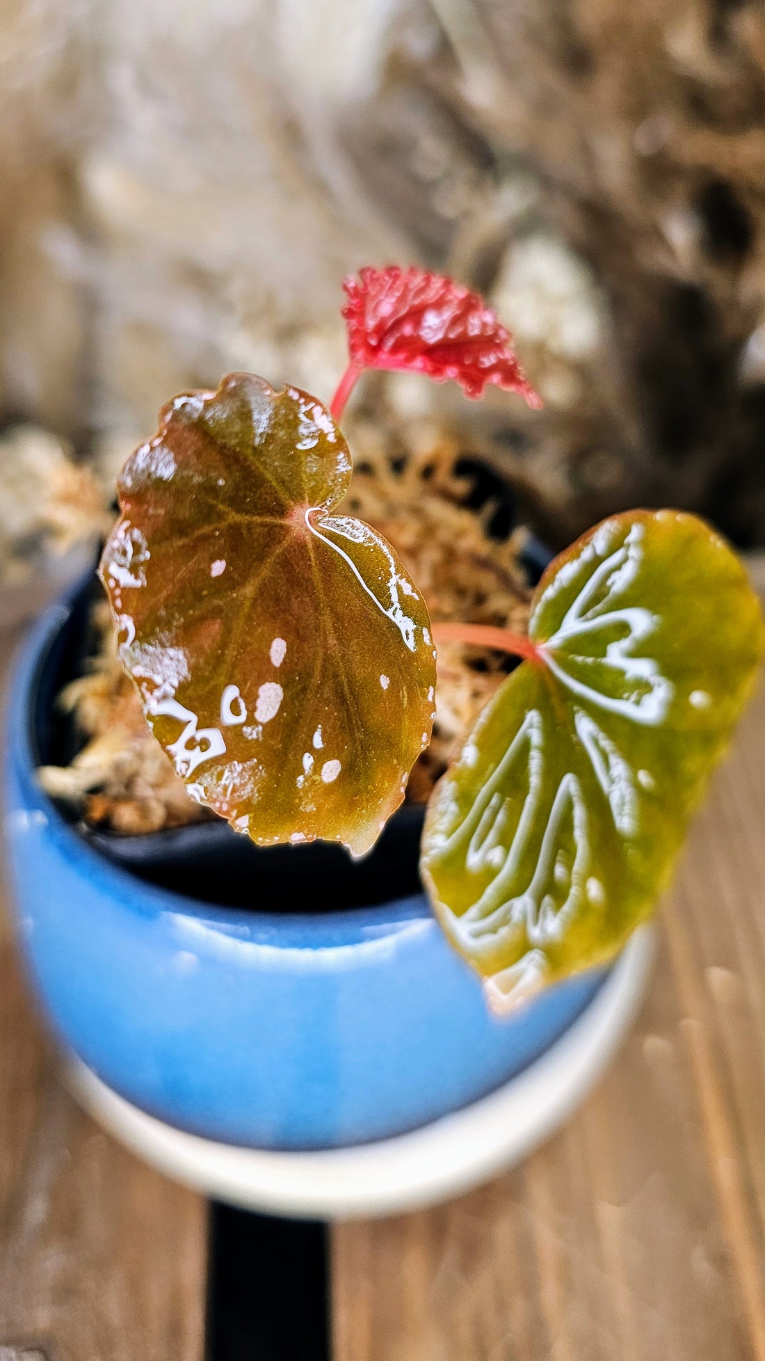 Begonia sp sarwaku