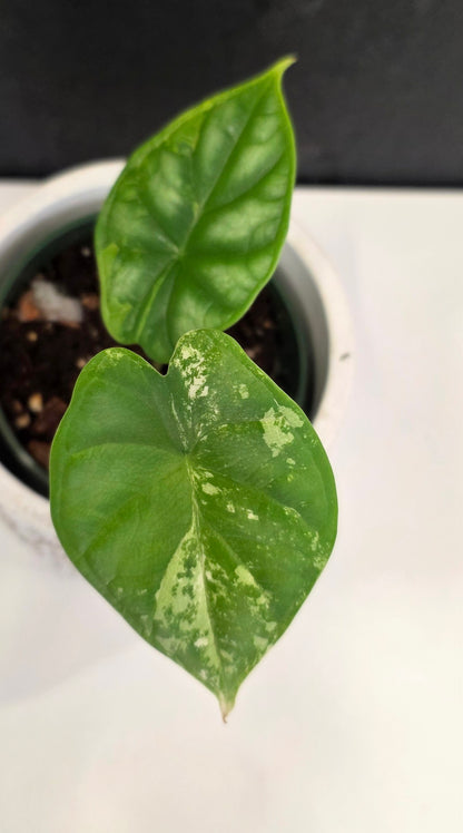 Alocasia Silver Dragon Tri-color B
