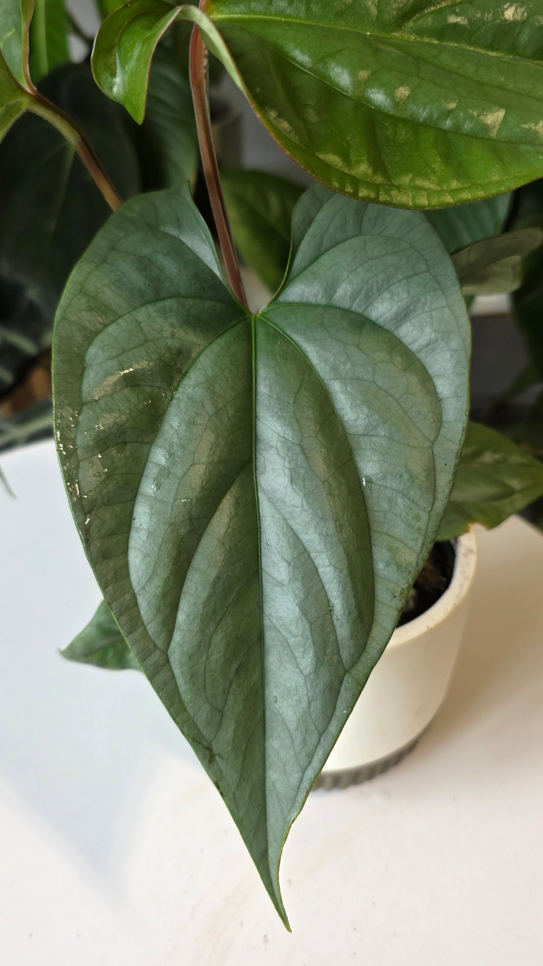 Anthurium sp. Silver Peru (E)