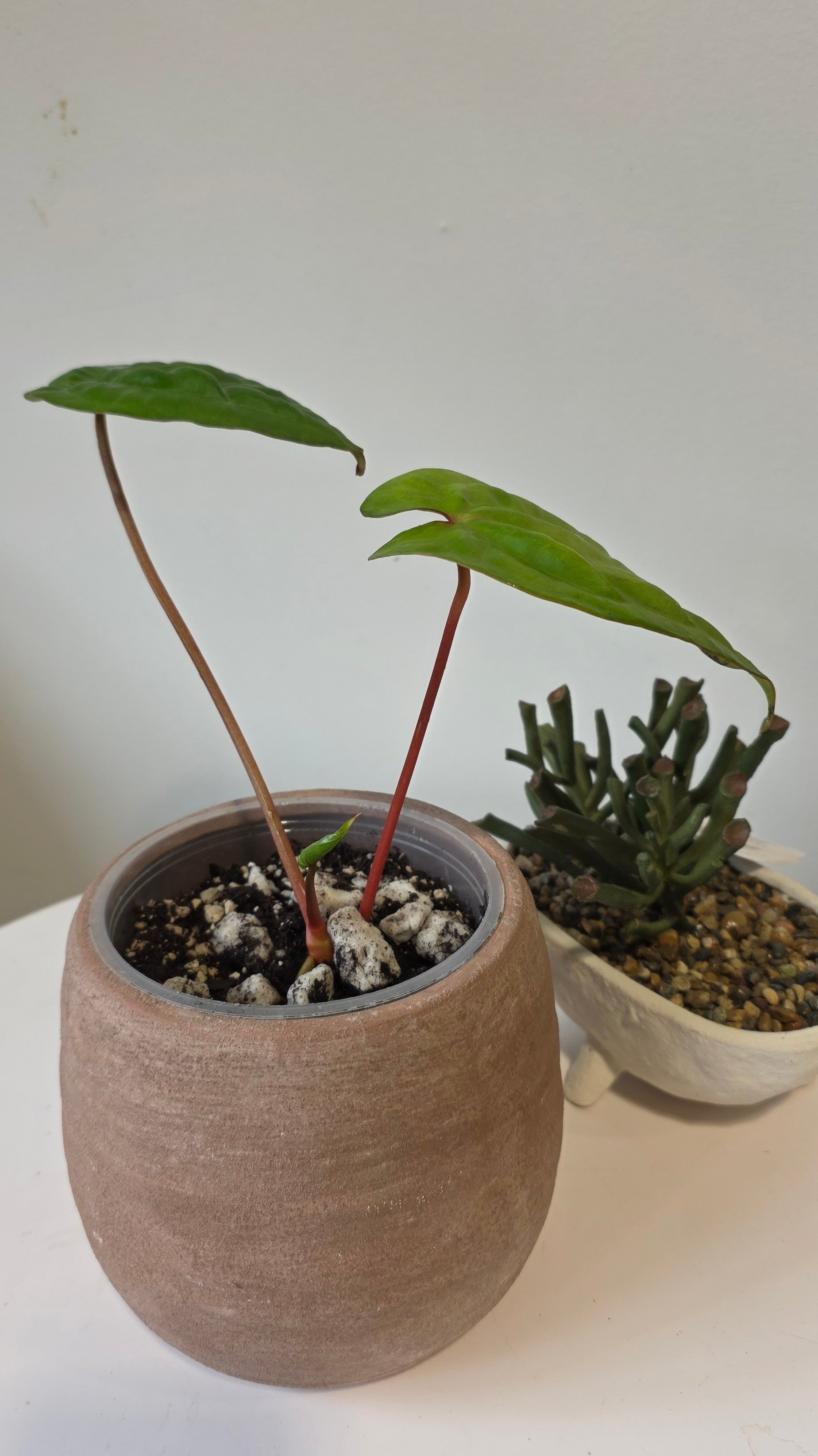 Anthurium Titanium (Besseae aff x Nigrolaminum) "a"