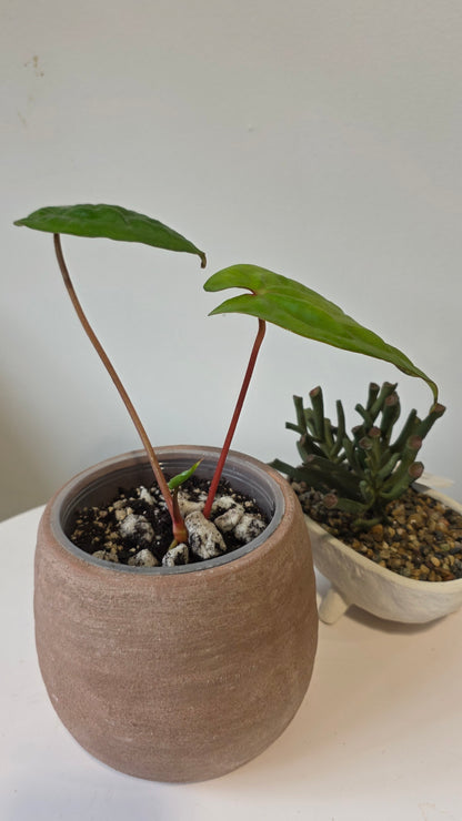 Anthurium Titanium (Besseae aff x Nigrolaminum) "a"