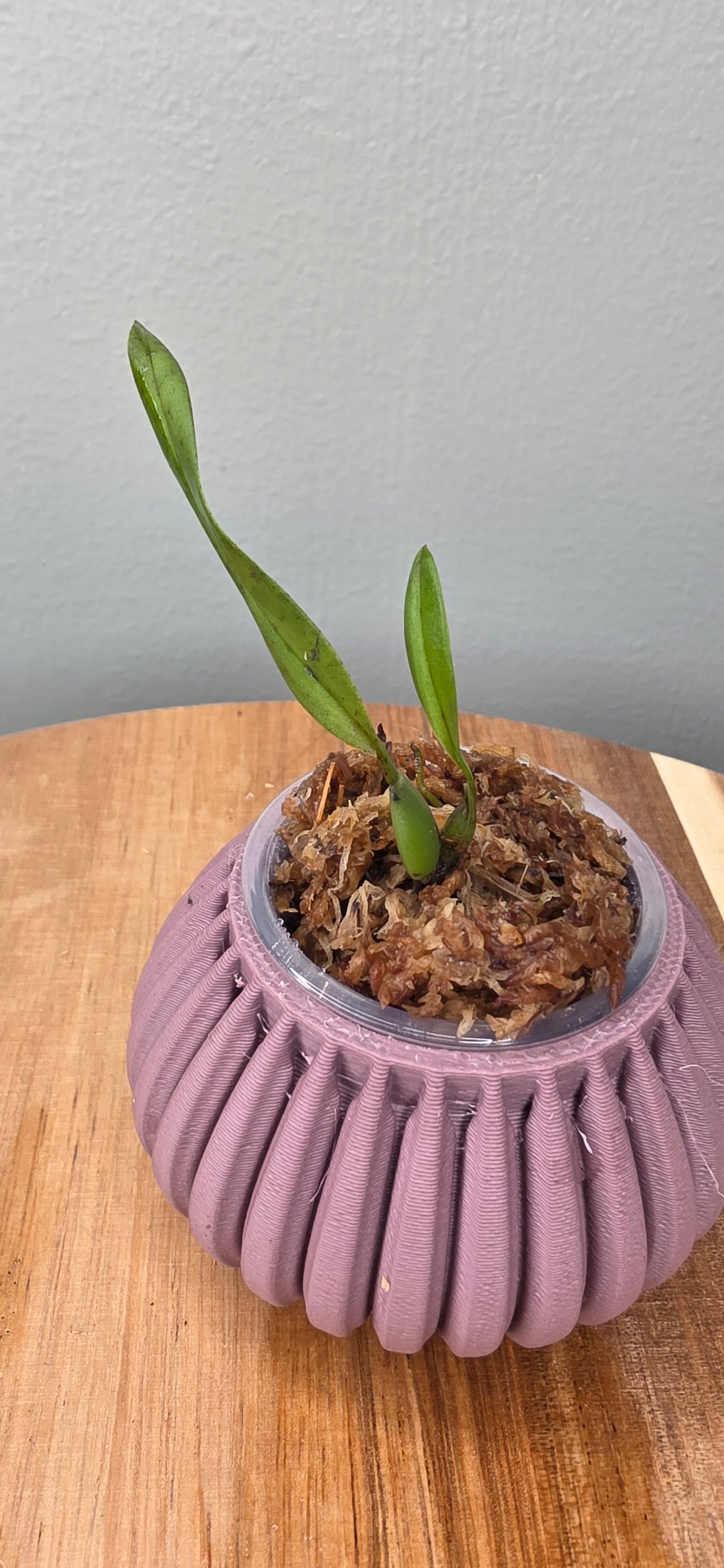 Tricophilia tortilis seedling