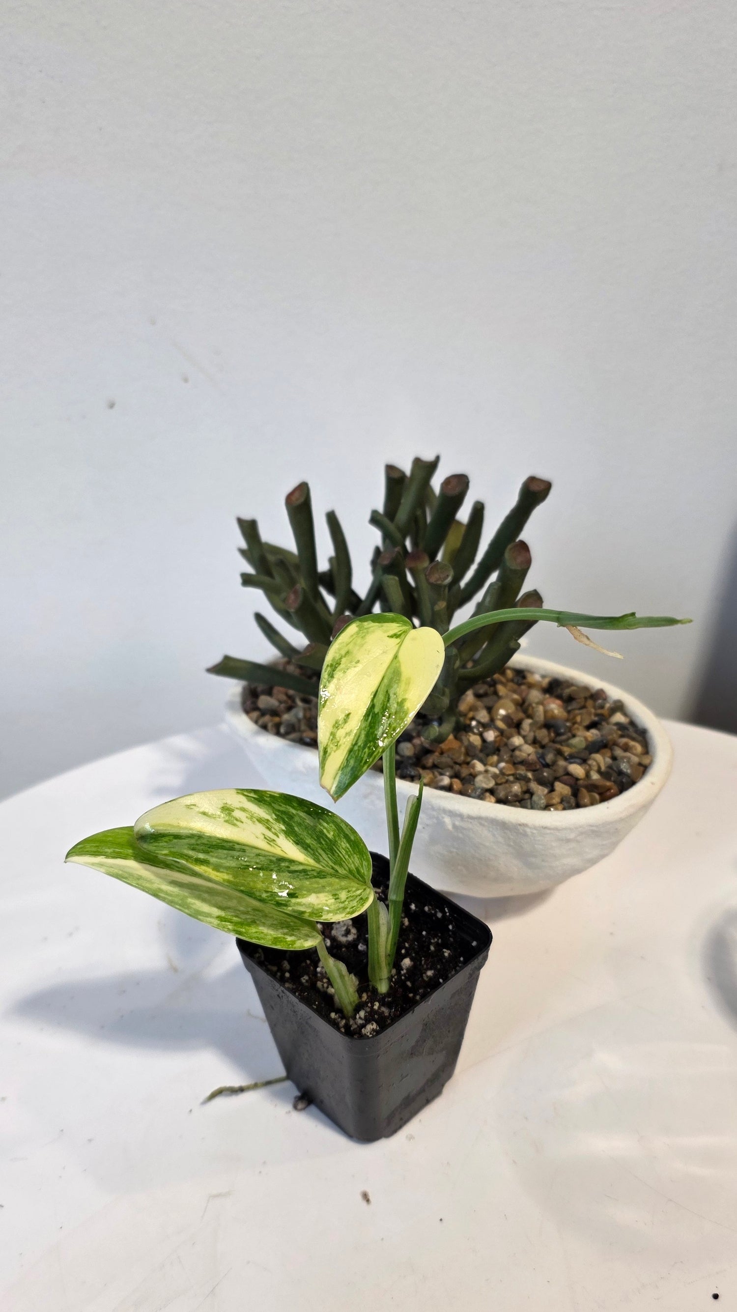 Monstera Standleyana Aurea "A"