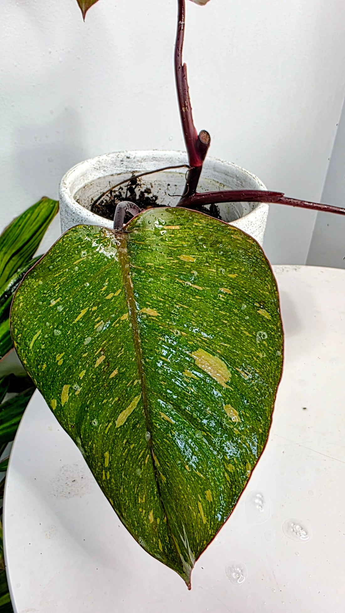 Philodendron Orange Princess B