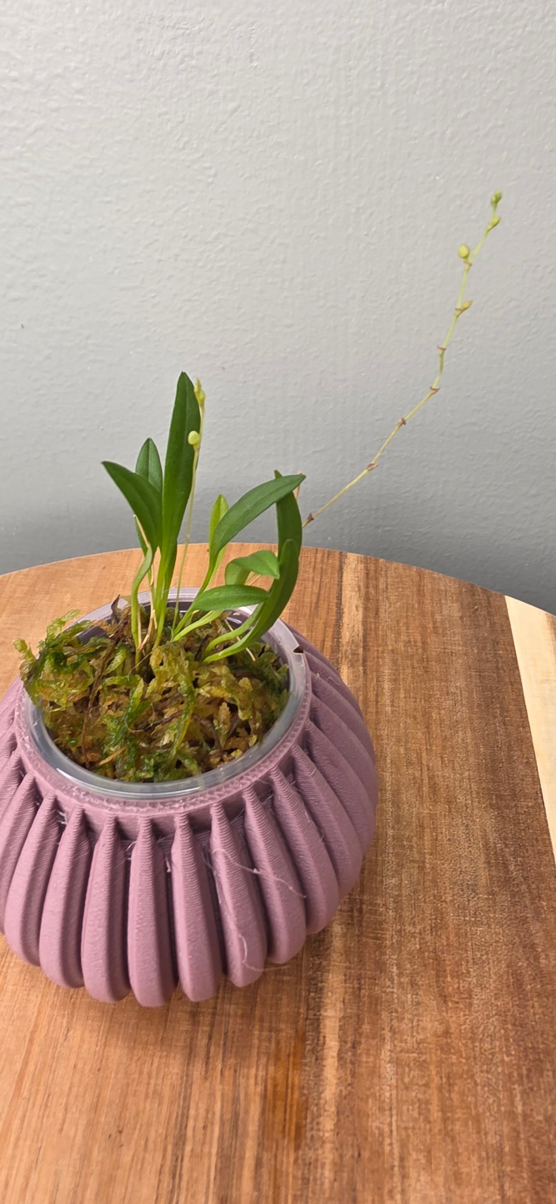 Stelis patens