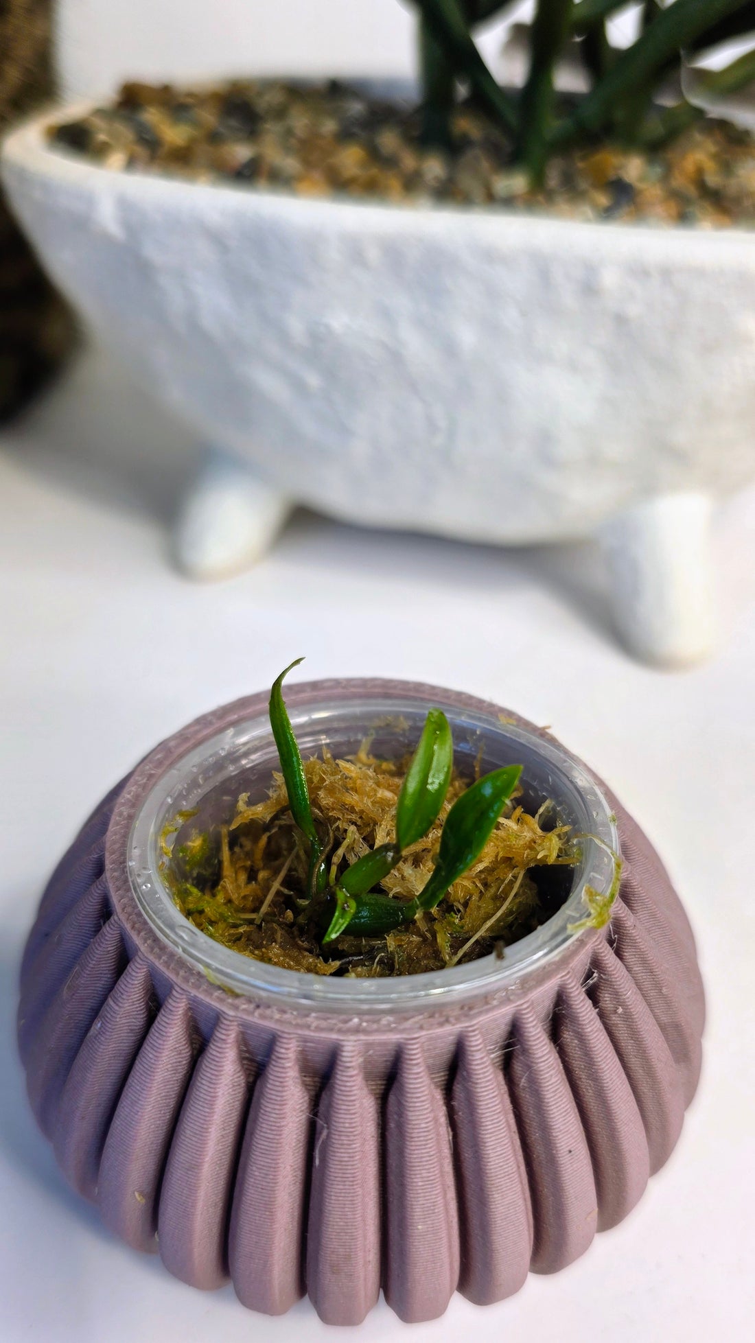 Bulbophyllum tronguyetii
