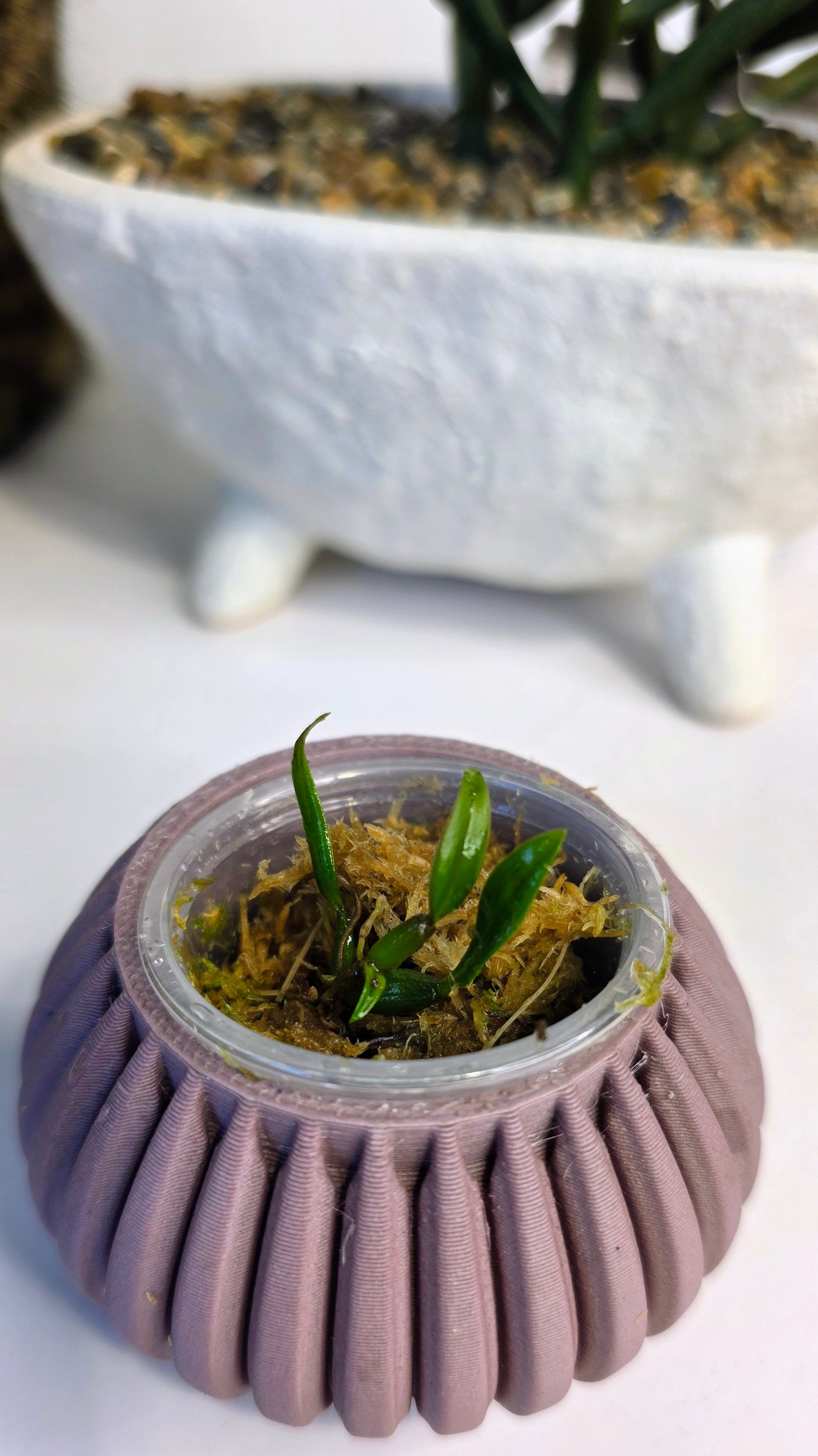 Bulbophyllum tronguyetii