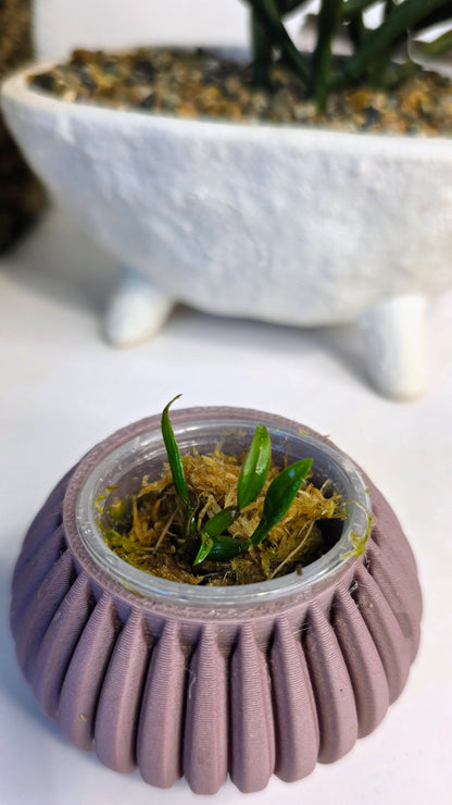 Bulbophyllum tronguyetii