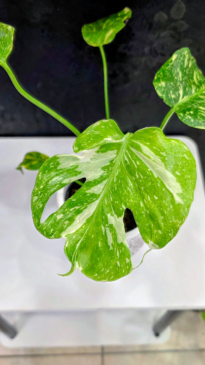 Monstera Electrolyte Variegated C
