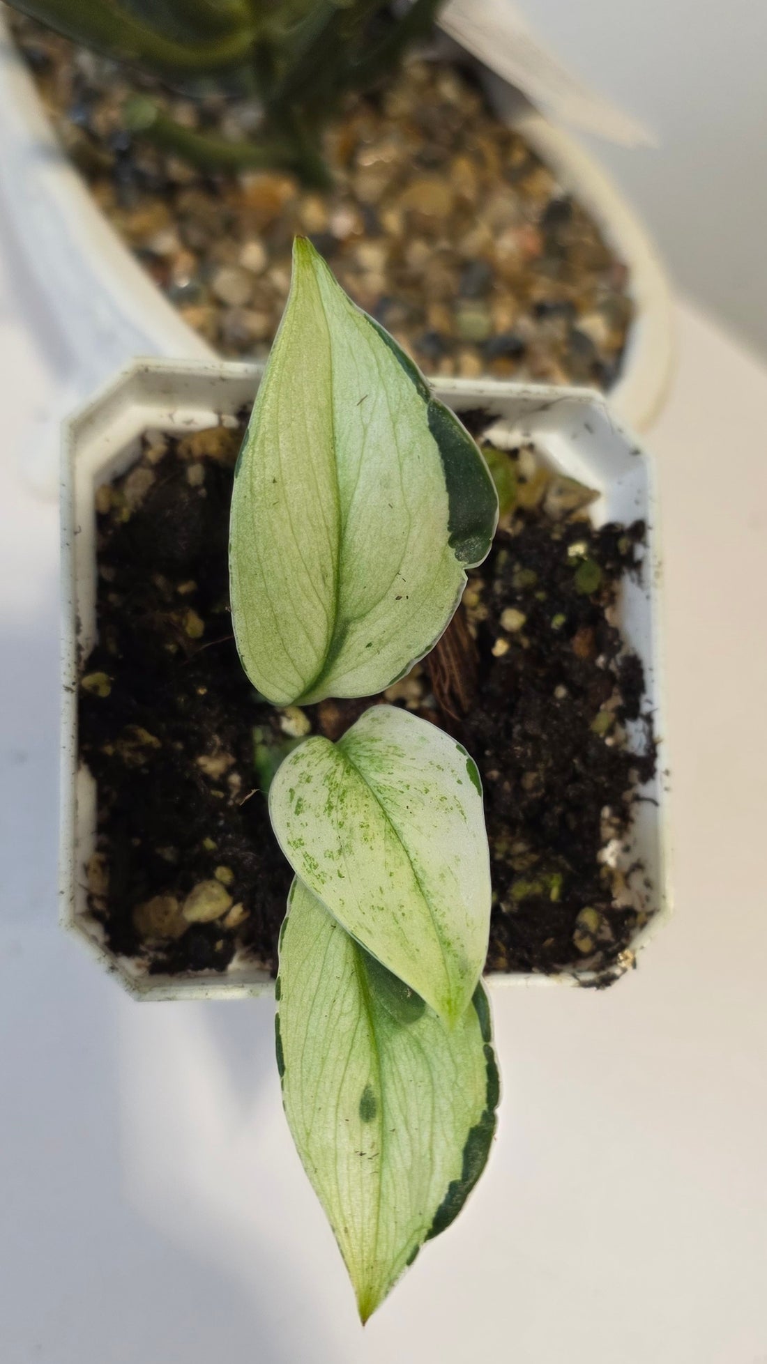 Scindapsus Treubii Superstar "b"