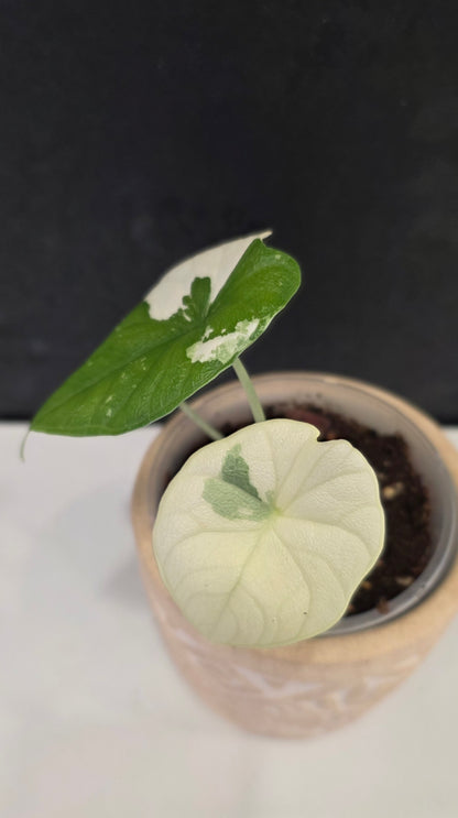Alocasia Melo Albo E