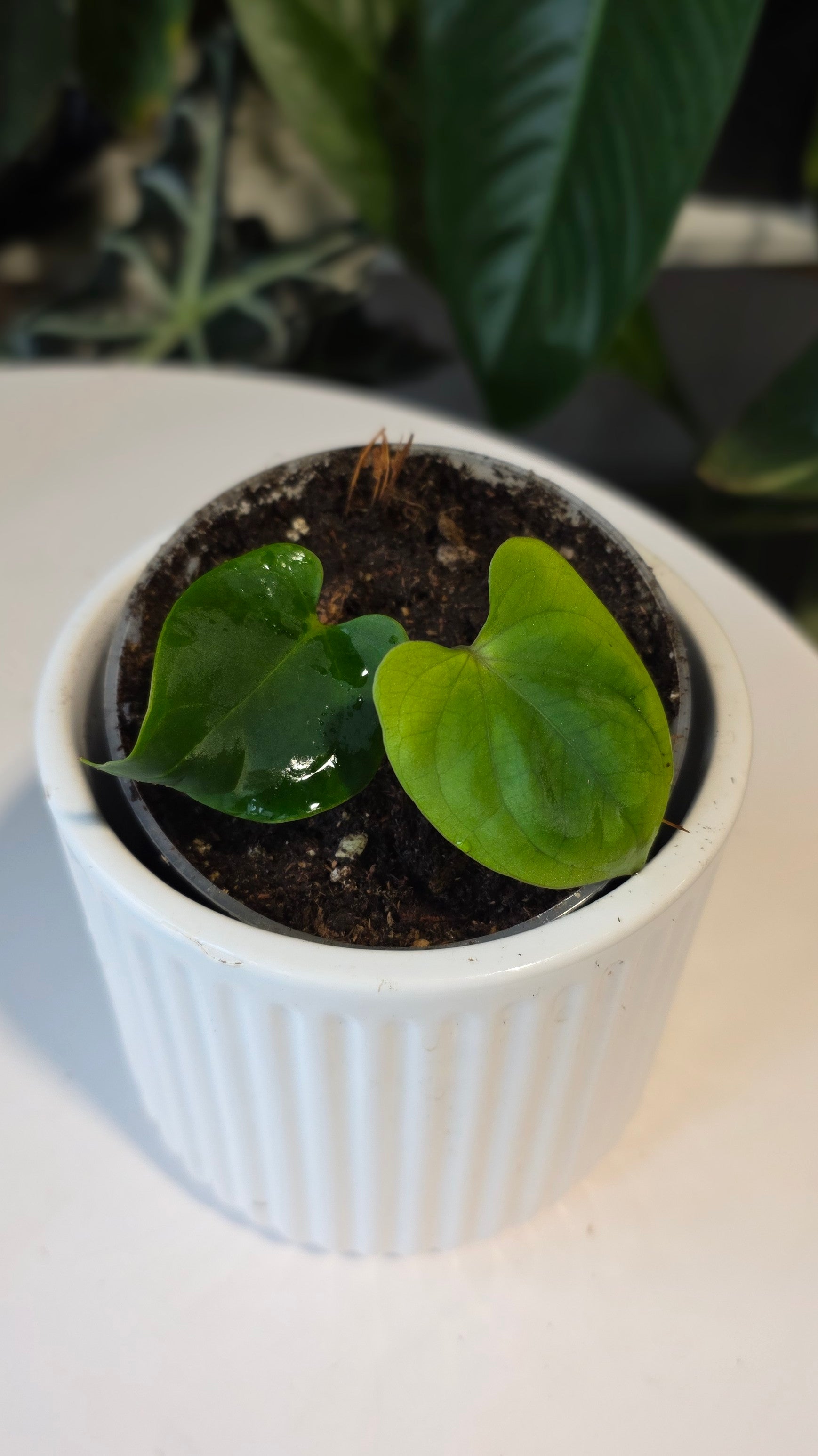 Anthurium Besseae aff x Eastern Dressleri (E)